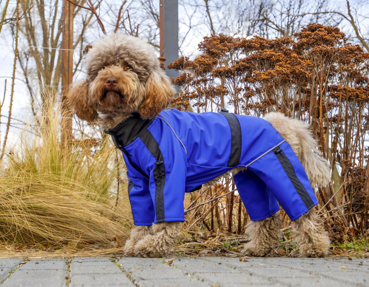 Küçük Irk Köpek: Soğuk Kış Aylarında Minnoşlarınızı Koruma Rehberi