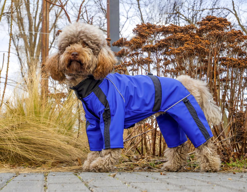 Küçük Irk Köpek: Soğuk Kış Aylarında Minnoşlarınızı Koruma Rehberi
