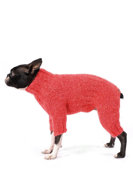 Siyah beyaz Boston Terrier üzerinde mercan rengi el örgüsü köpek tulumu, sade yan görünüm