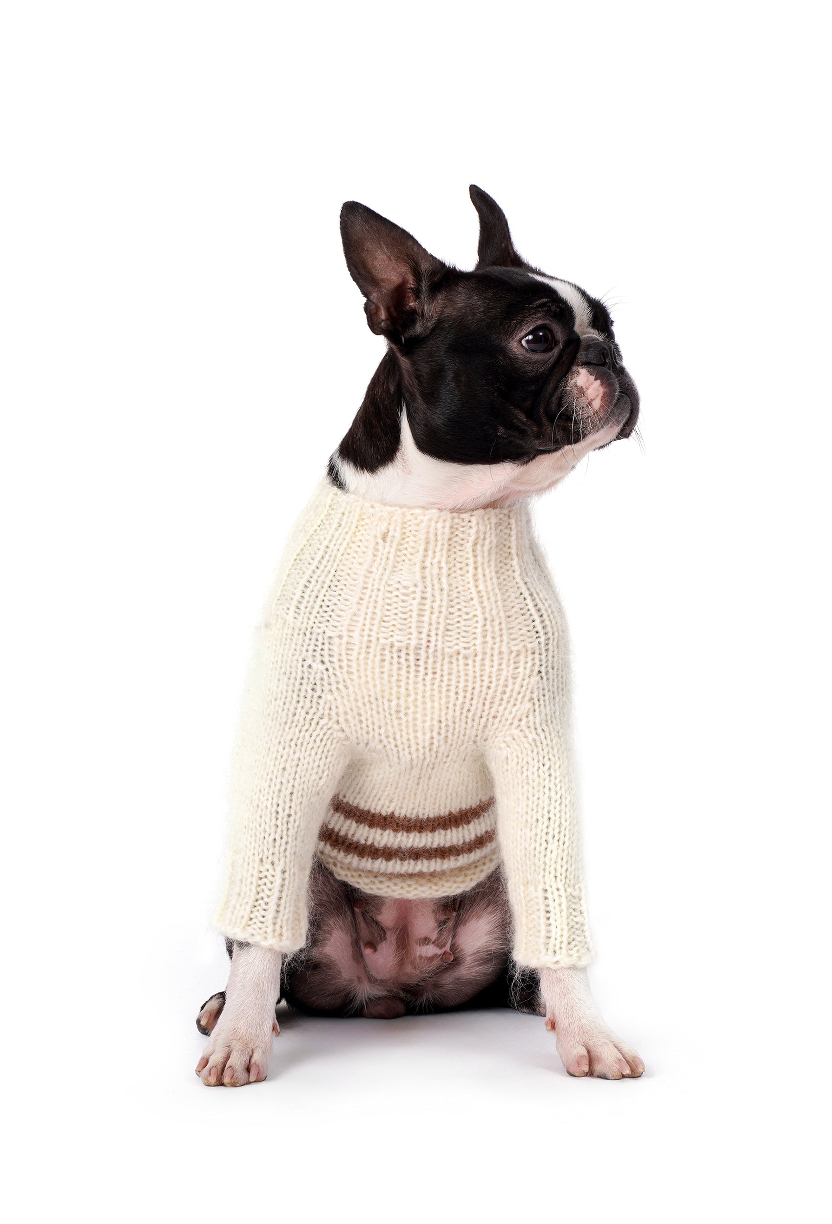 Krem kahverengi regular fit köpek kazağı, Boston Terrier üzerinde önden oturur pozda görünüm