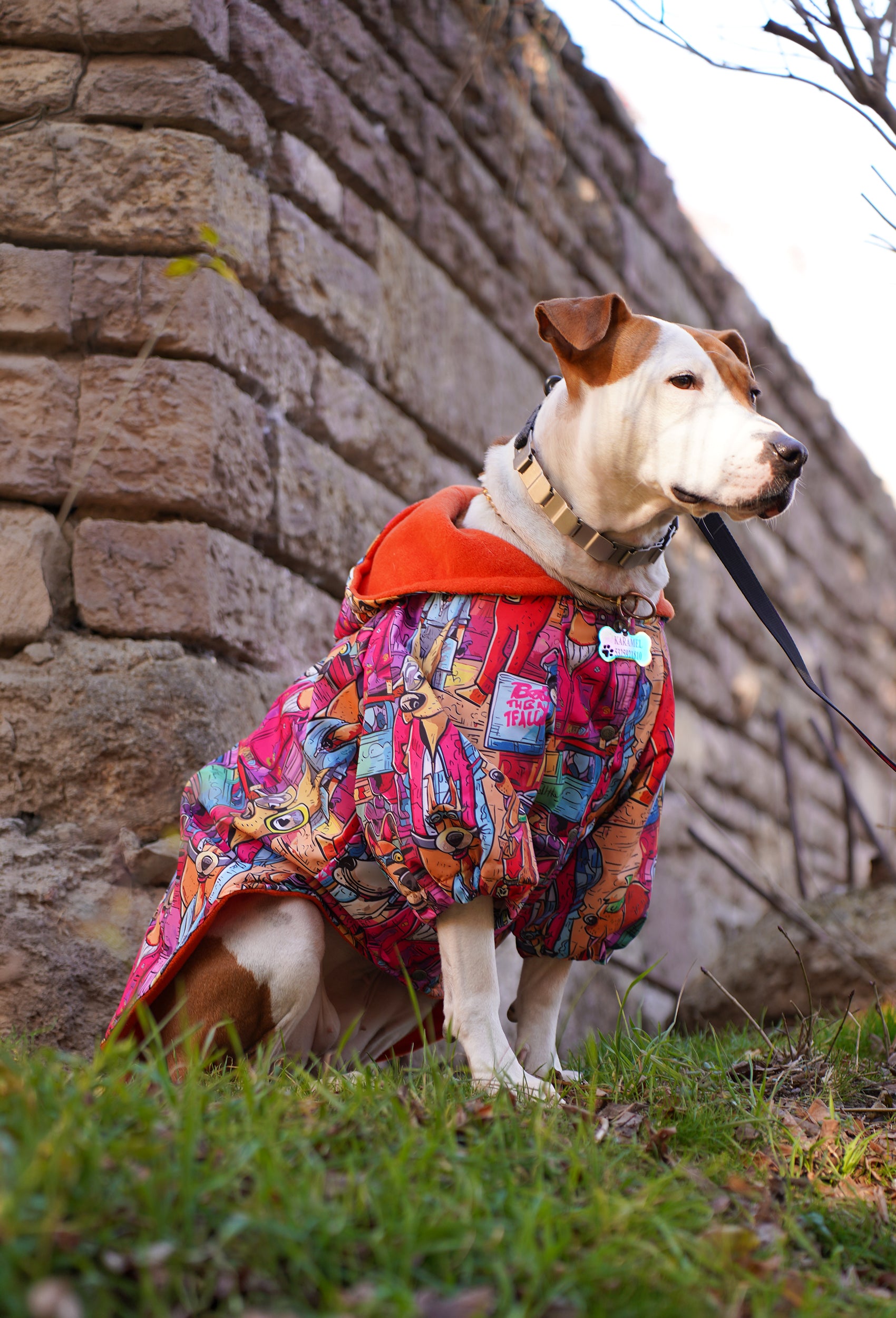 Staffordshire Bull Terrier Colorful Dog City yağmurluk ile açık havada