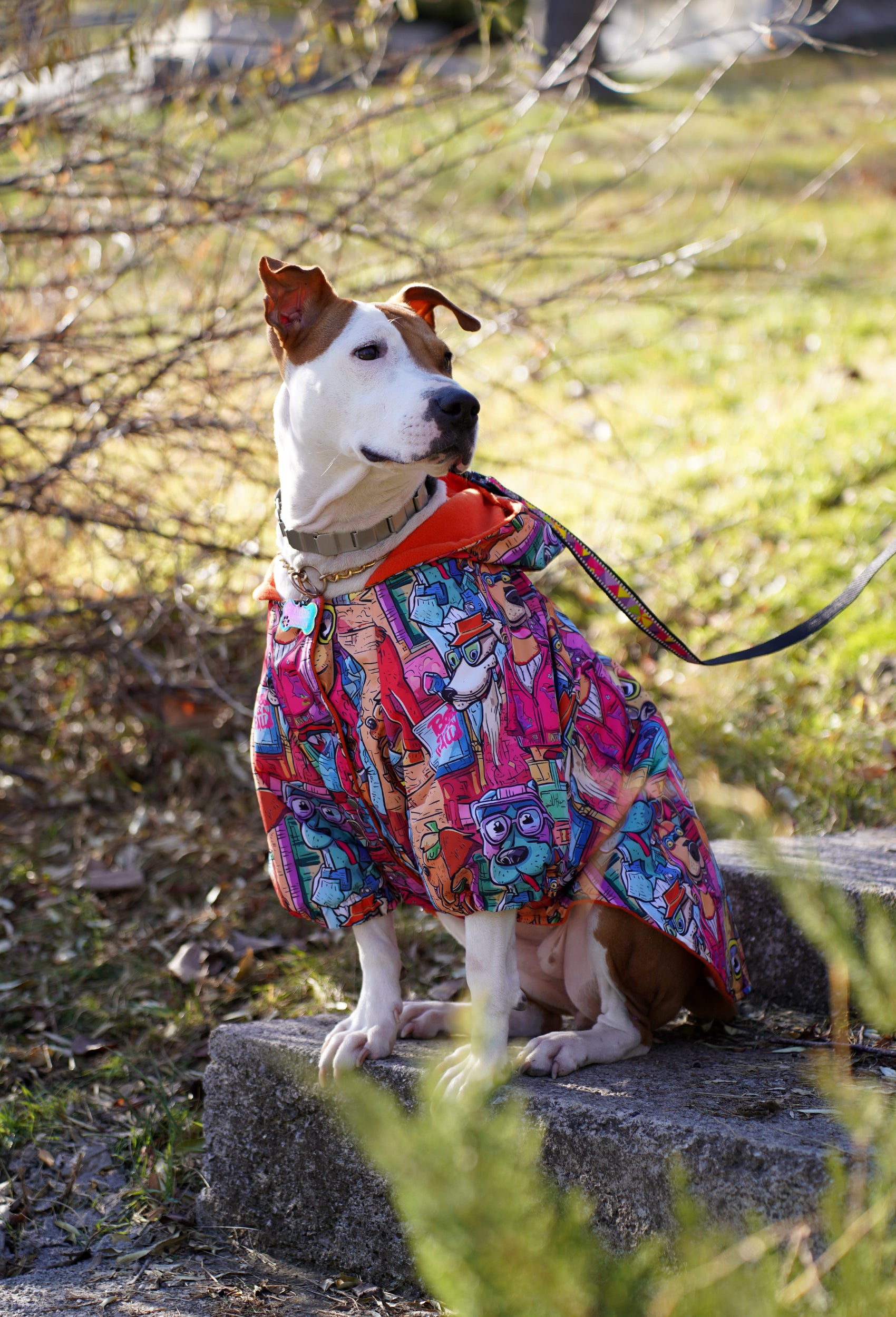 Büyük ırk Staffordshire Bull Terrier Colorful Dog City yağmurluk ile parkta