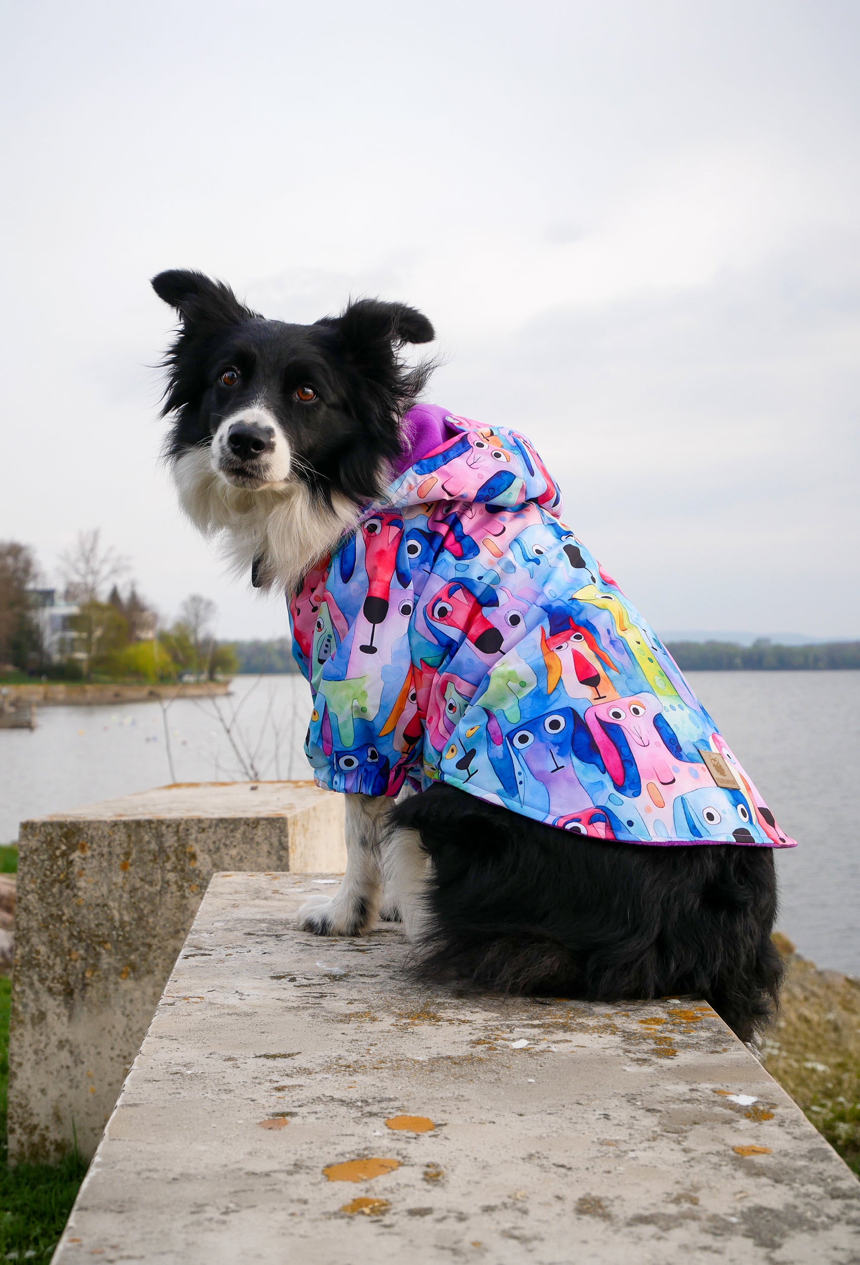 Border Collie Watercolored Dogs yağmurluk ile göl kenarında oturuyor