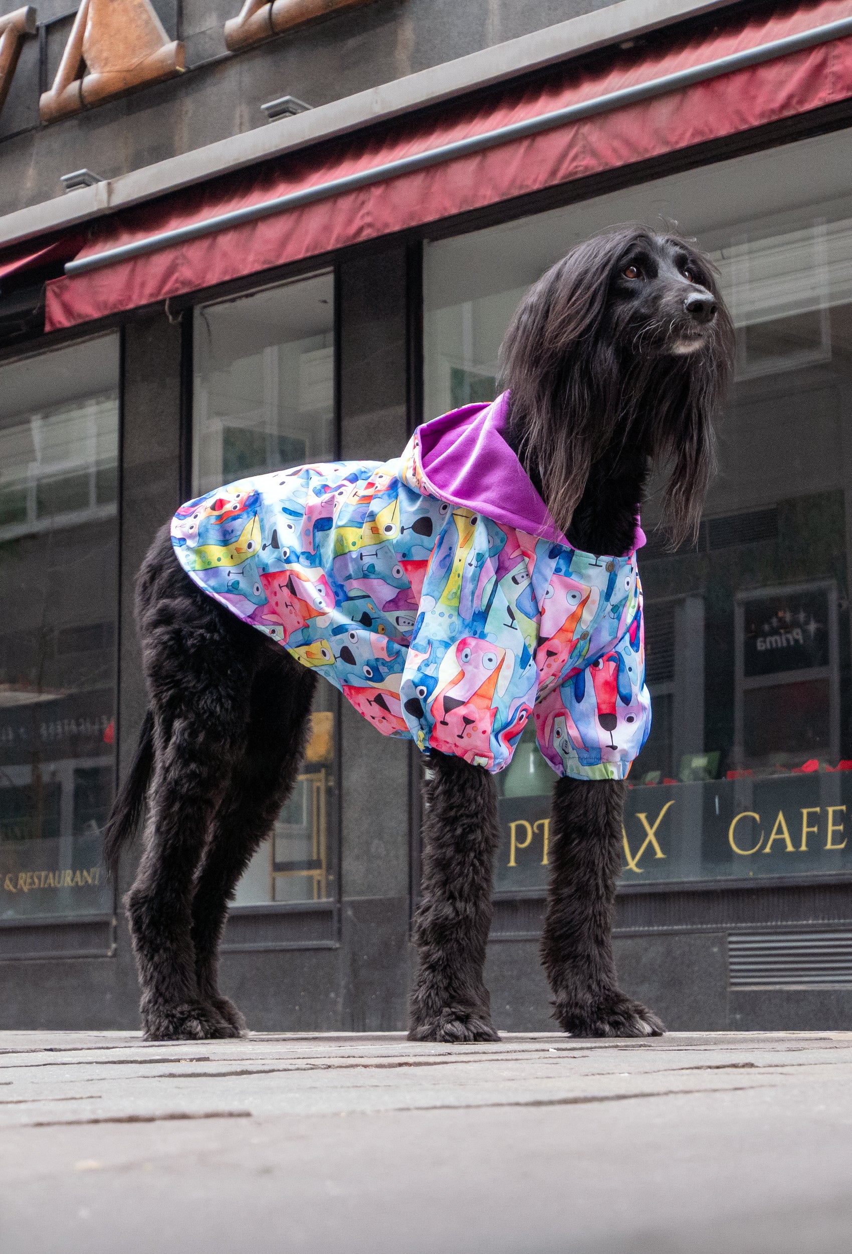 Afghan Hound uzun tüylü siyah köpek Watercolored Dogs yağmurluk ile şehir sokaklarında