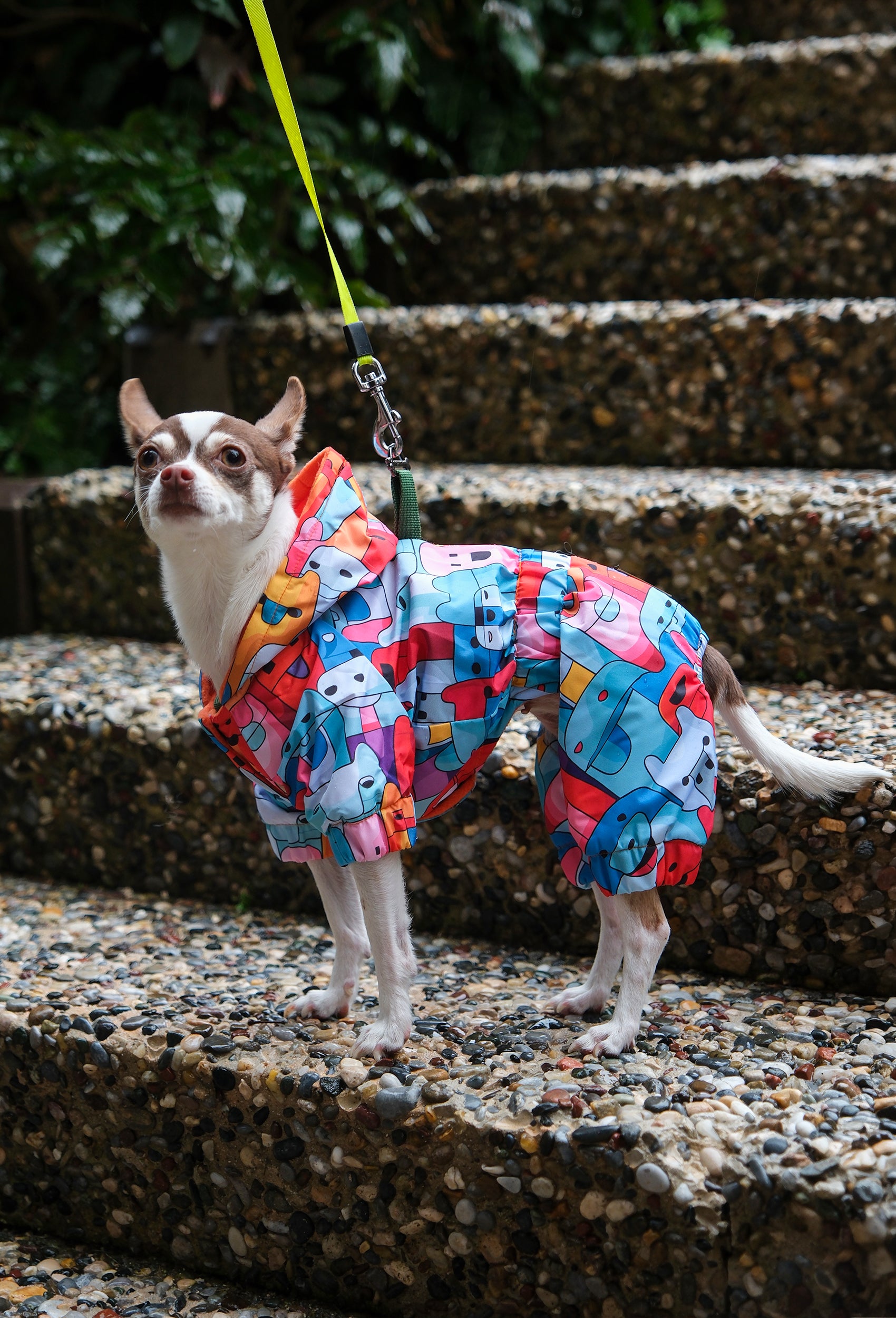 Küçük ırk Chihuahua köpek Colorful Robodogs desenli renkli su geçirmez tulum ile taş merdivenlerde duruyor