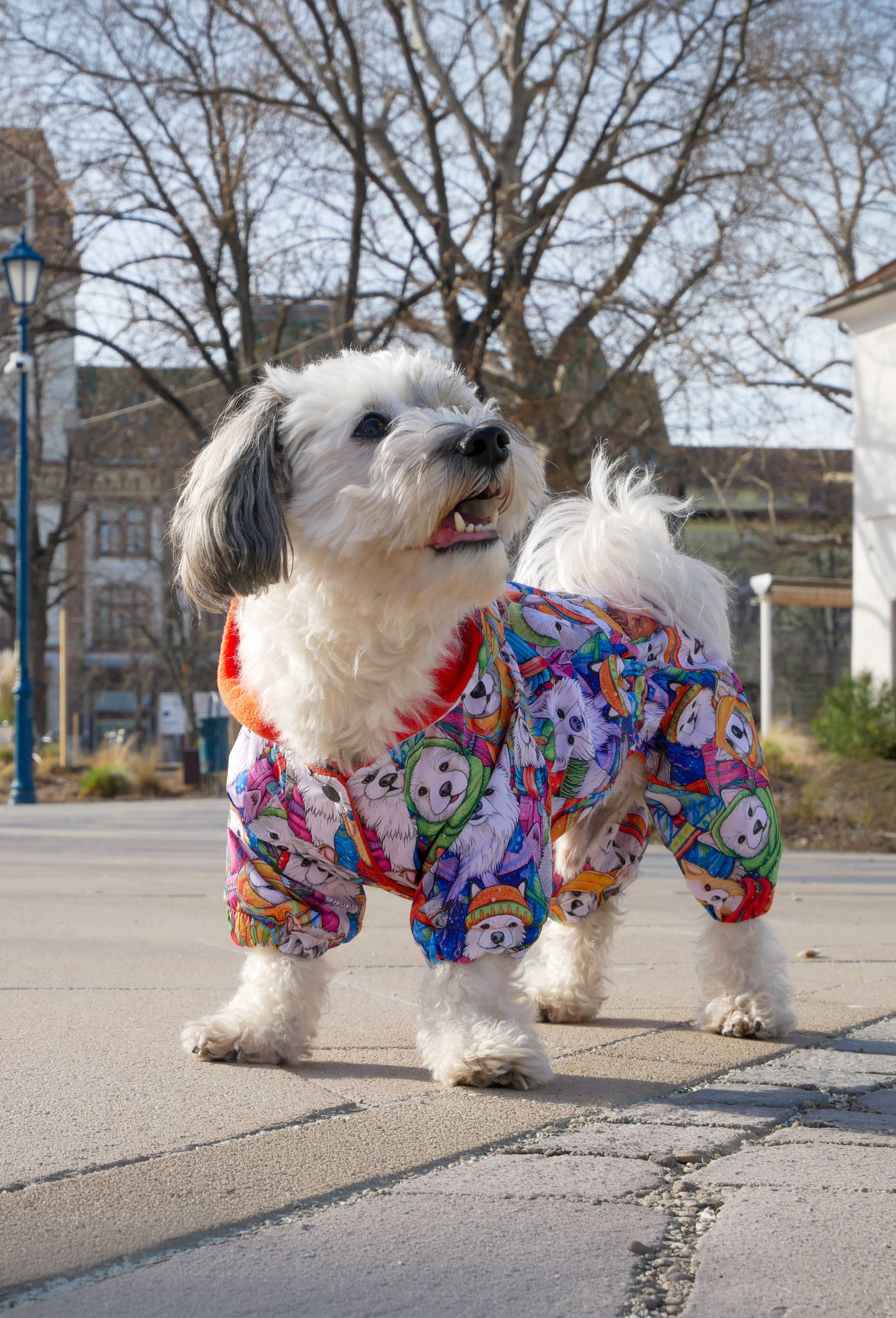 Küçük ırk beyaz Maltese köpek Happy Winter Dogs desenli su geçirmez tulum ile şehir parkında yürüyor