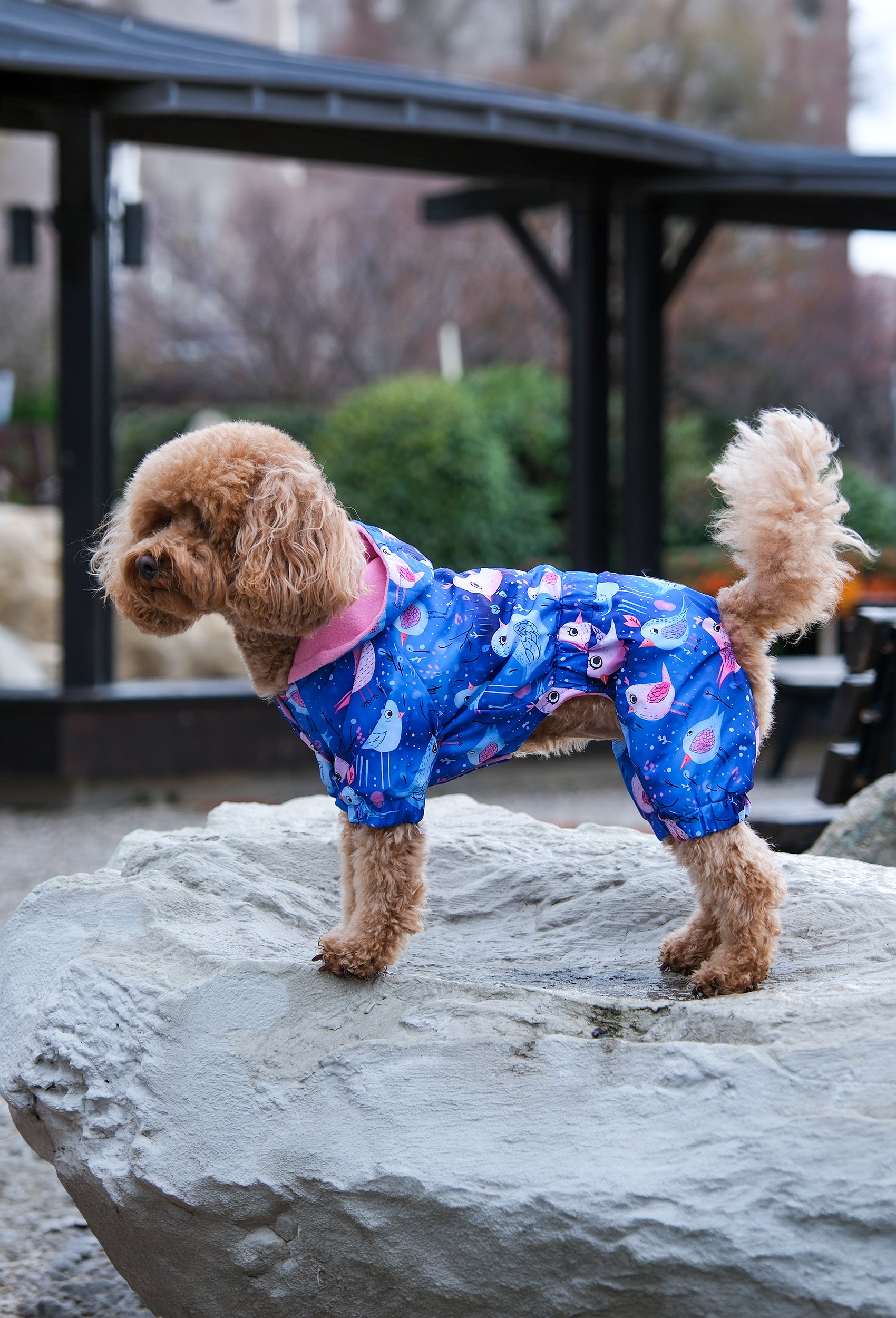 Toy Poodle köpek ırk Night Birds su geçirmez polarlı tulum ile açık havada