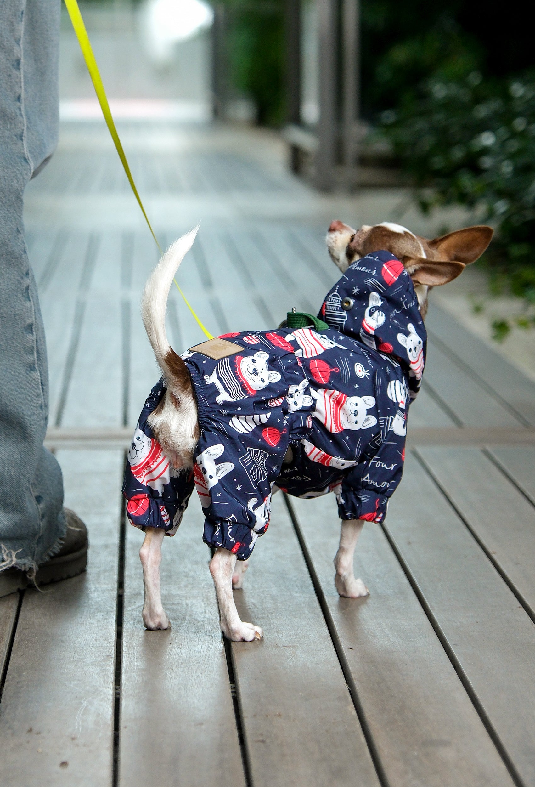 Küçük ırk Chihuahua striped chubby dogs lacivert köpek tulumu ile yürüyüşte