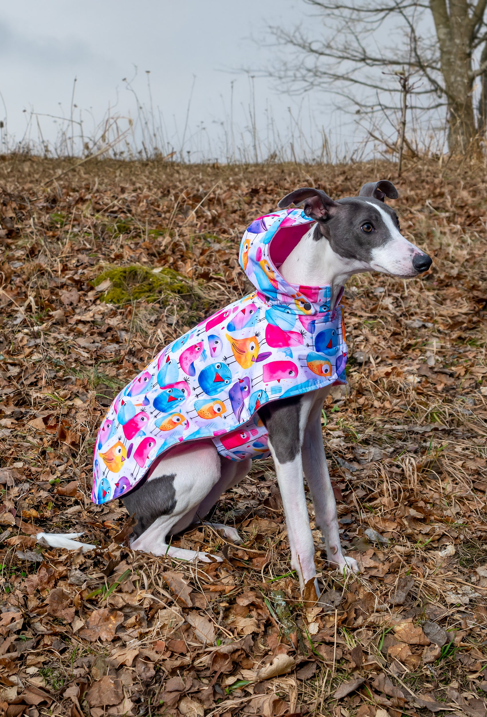 İtalyan Greyhound Colorful funny birds su geçirmez köpek pançosu ile doğada oturan köpek