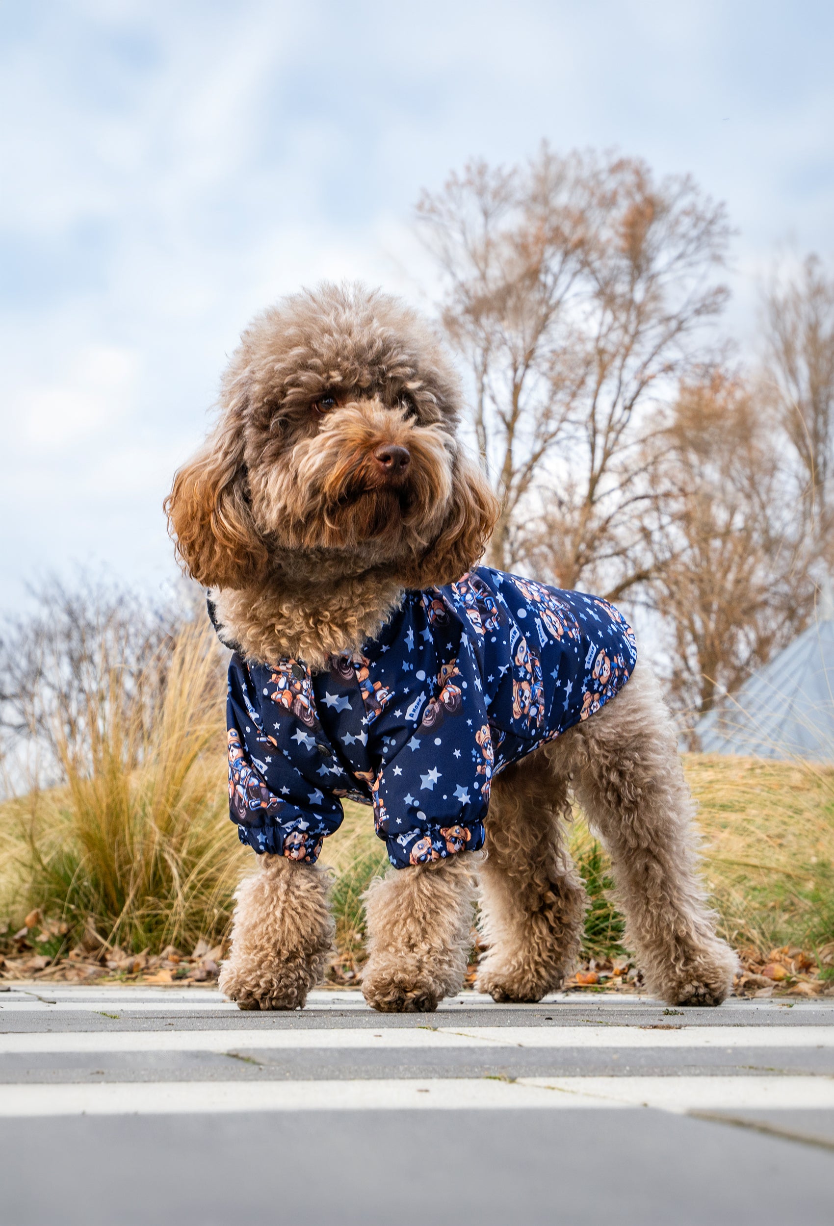Toy poddle waterproof biker teddy bears köpek montu ile ankara şehir parkında