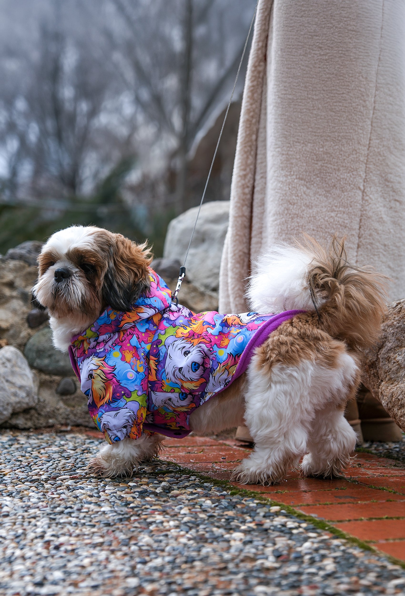 shih tzu renkli colorful dog face desenli köpek yağmurluğu ile yürüyüş