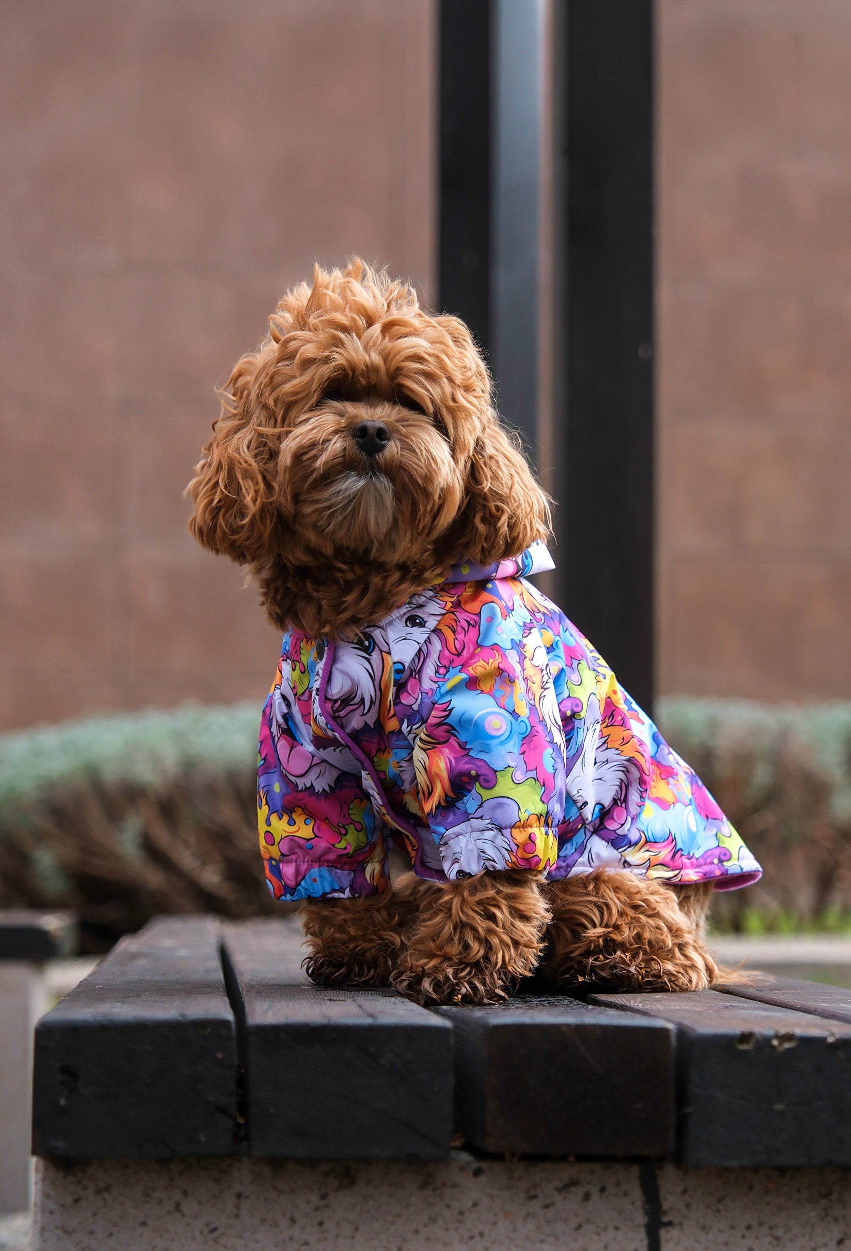 toy poodle colorful dog face yağmurluk giyen köpek şehir stilinde parkta
