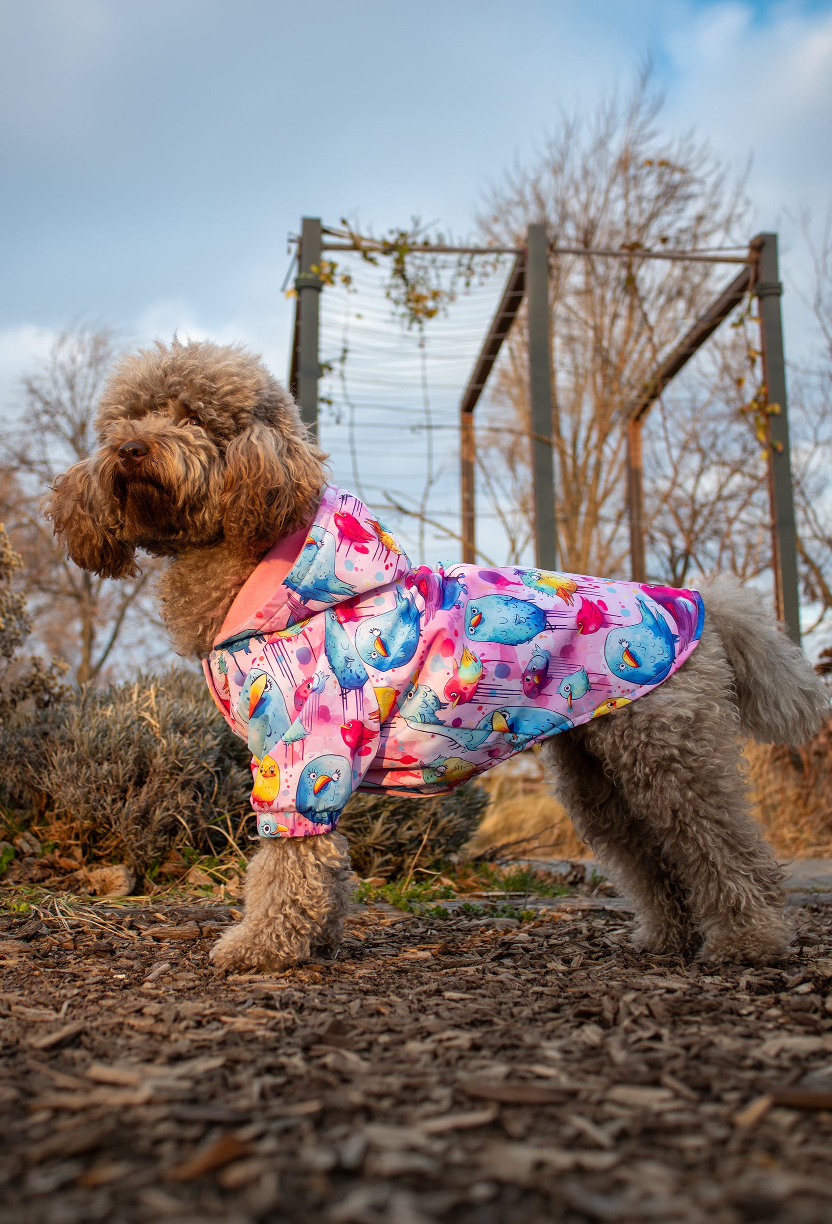 apricot toy poodle Soğuk havada crazy birds köpek tulumu ile yürüyüş yapıyor