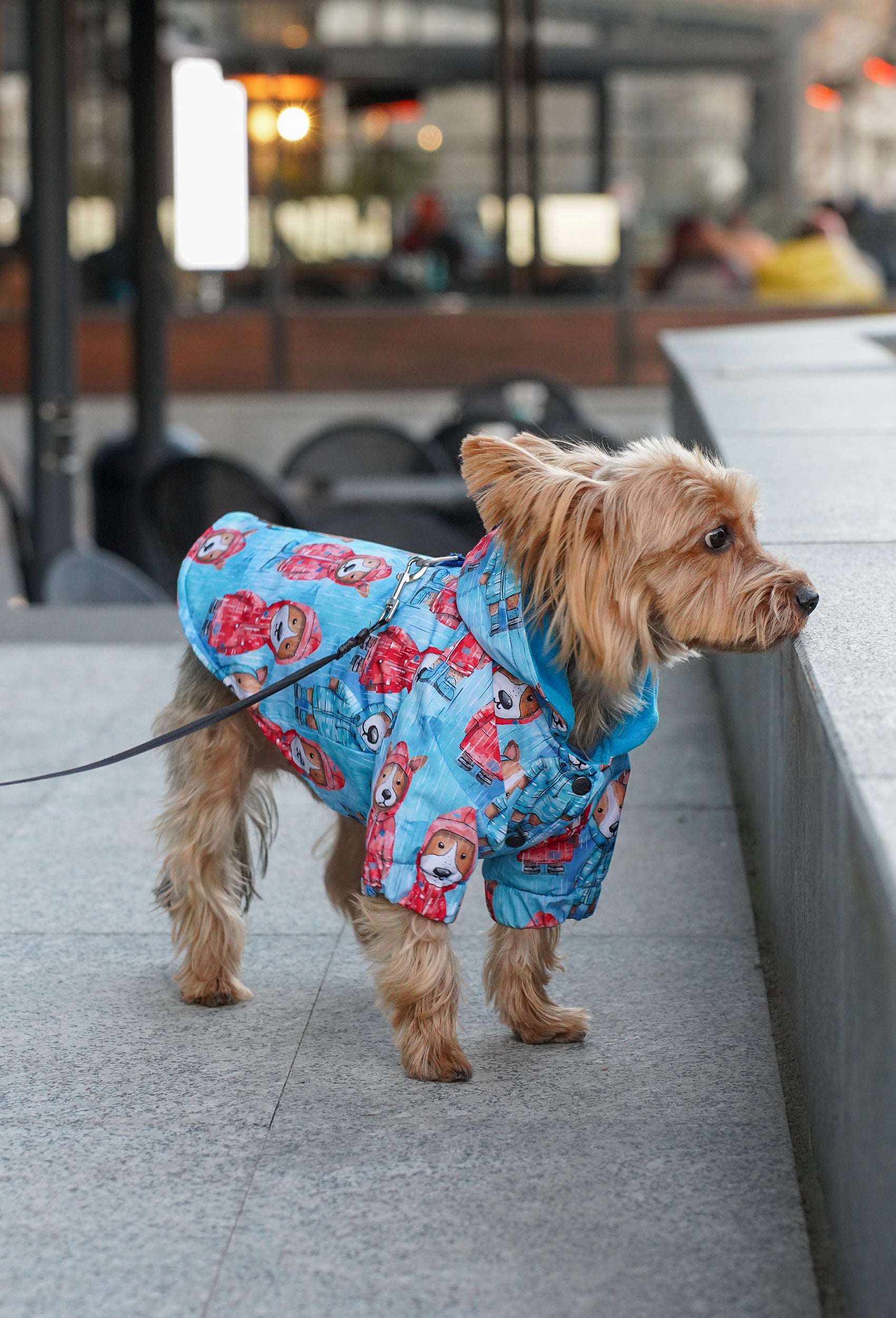 Yorkshire Terrier üzerinde rainy mood dogs desenli su geçirmez köpek yağmurluğu ile Şehirde yürüyüşte