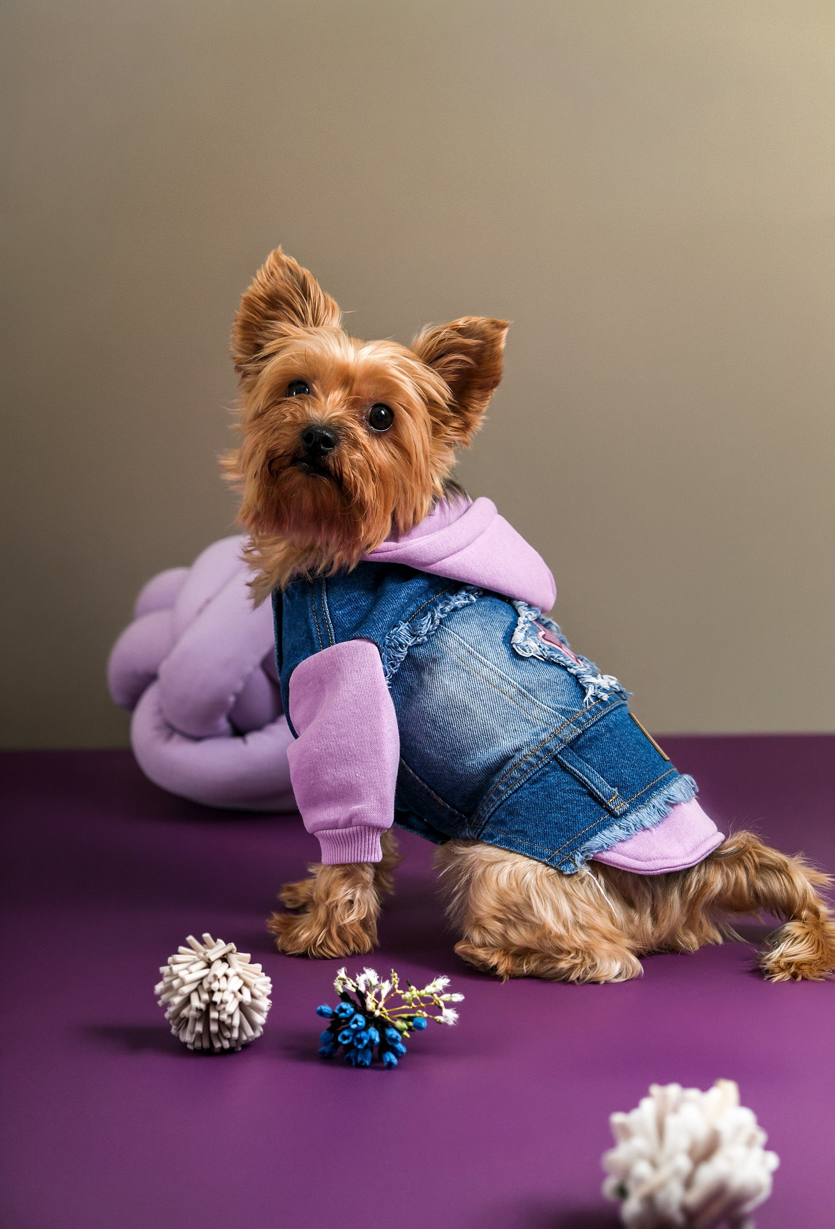 Açık mor kapüşonlu orta kar yıkama denim köpek ceketi giyen Yorkshire Terrier köpeği stüdyo ortamında şık pet kıyafeti ile poz veriyor