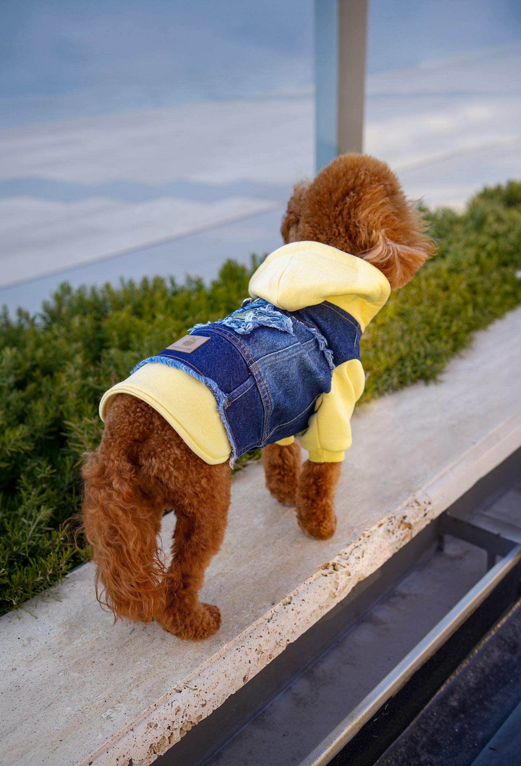 Açık sarı kapüşonlu koyu yıkama denim köpek ceketi giyen toy poodle dış mekanda yürüyüş alanında ayakta duruyor
