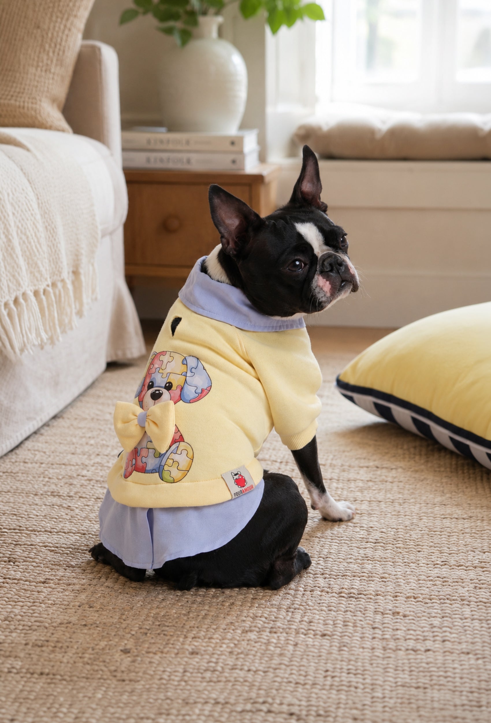 Açık sarı Puzzle köpek sweatshirt giyen boston terrier ev ortamında lifestyle çekiminde