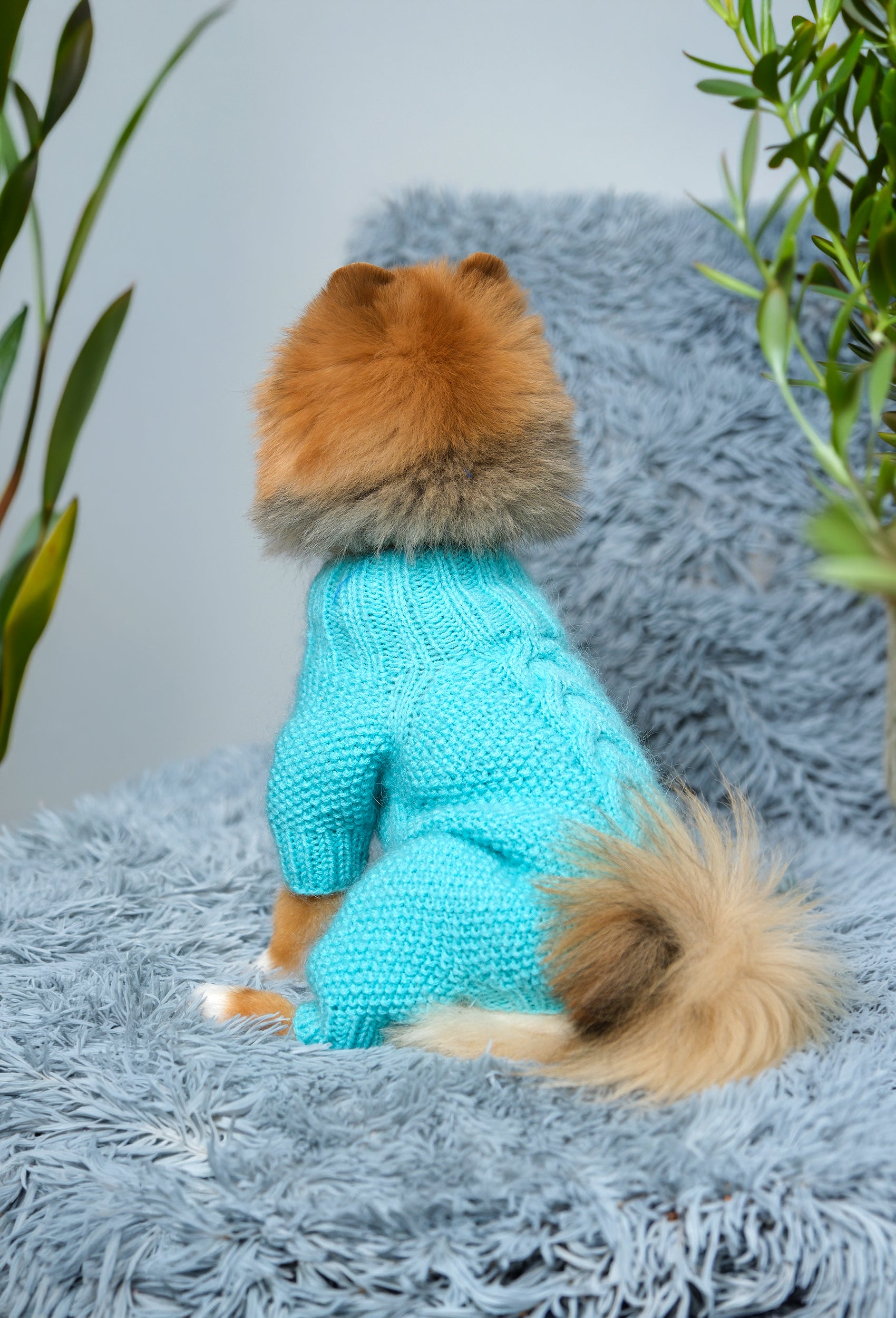 Pomeranian üzerinde arktik mavisi saç örgü detaylı köpek tulumu, evde arka görünüm