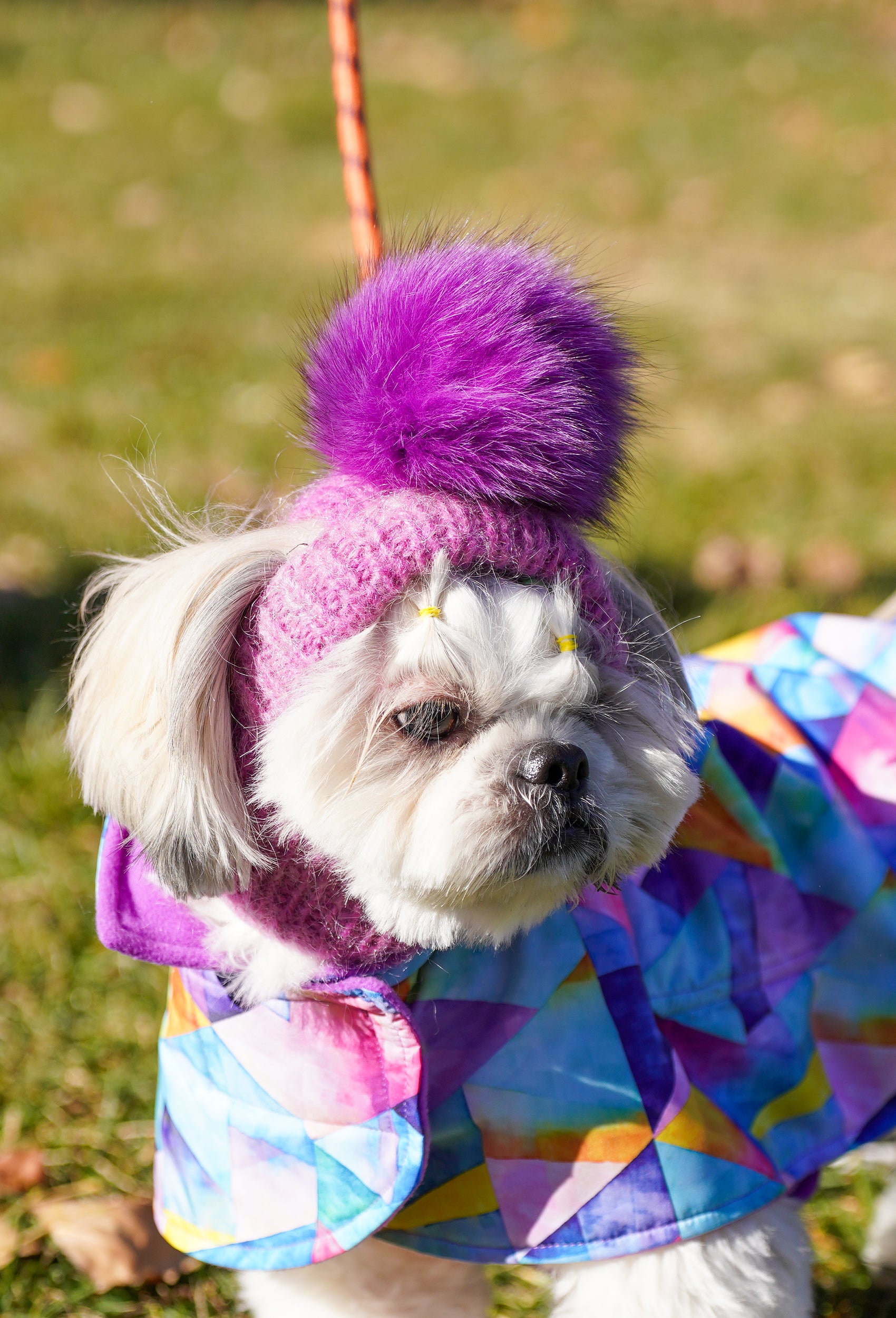 Maltese köpek üzerinde batik leylak ponponlu el örgüsü köpek şapkası, dış mekan stili
