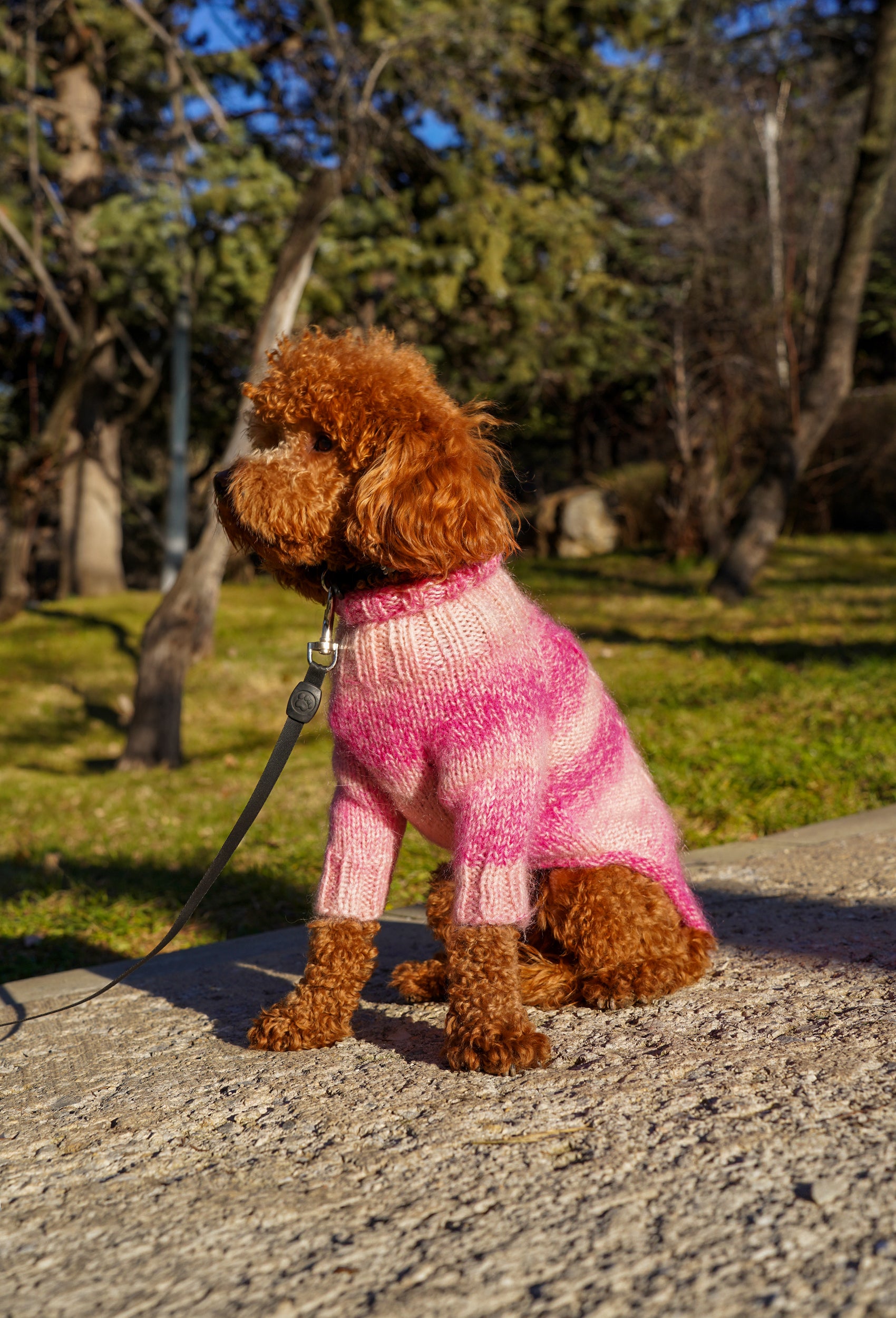 Toy Poodle üzerinde batik pembe örgülü el yapımı köpek kazağı, parkta doğal görünüm