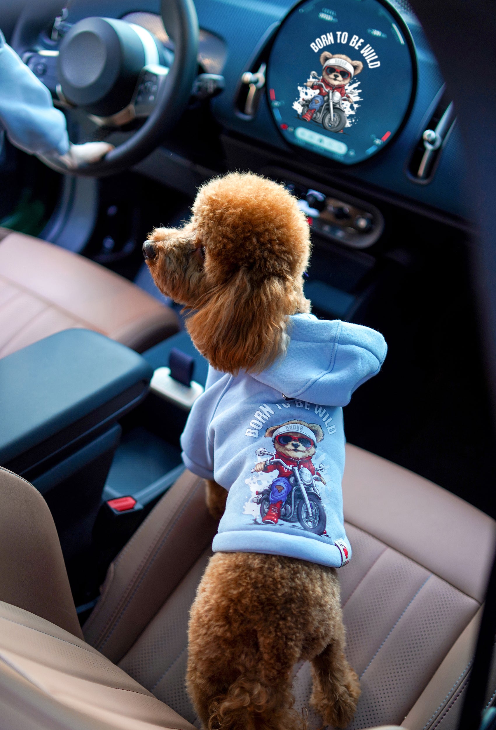 Bebek mavisi Crazy Rider köpek hoodie giyen toy poodle araba koltuğunda arka baskı detayıyla lifestyle görünüm