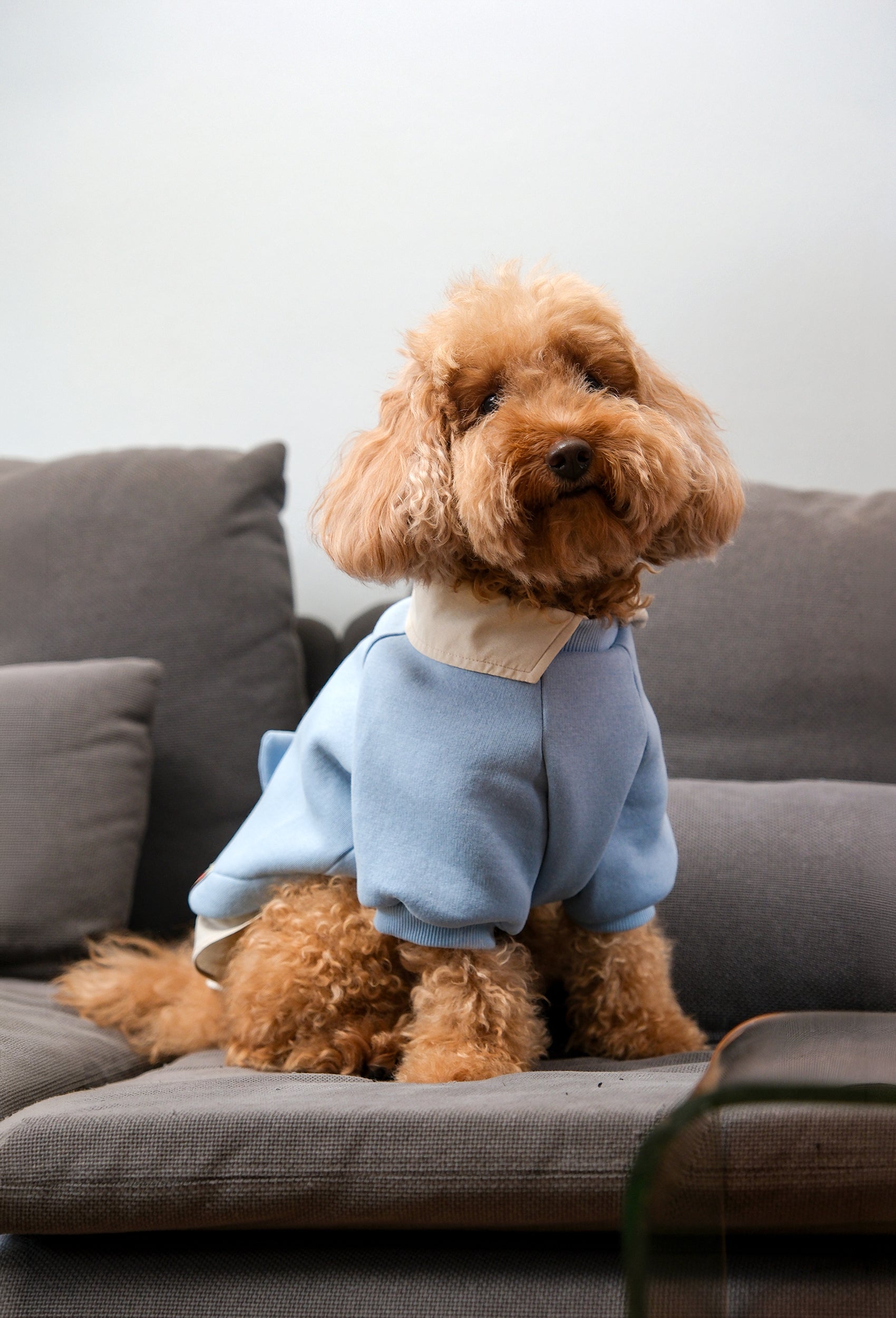 Bebek mavisi Prof Dog köpek sweatshirt giyen apricot poodle ev ortamında önden lifestyle görünüm