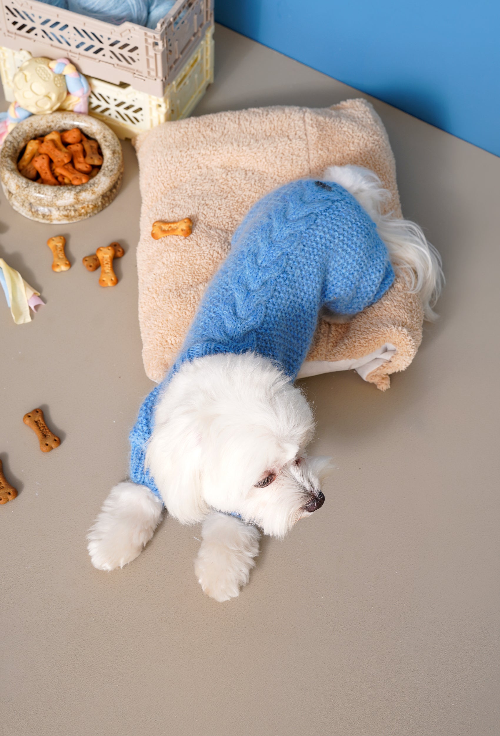 Maltese üzerinde bebek mavisi pirinç desenli el örgüsü köpek tulumu, stüdyo lifestyle çekimi