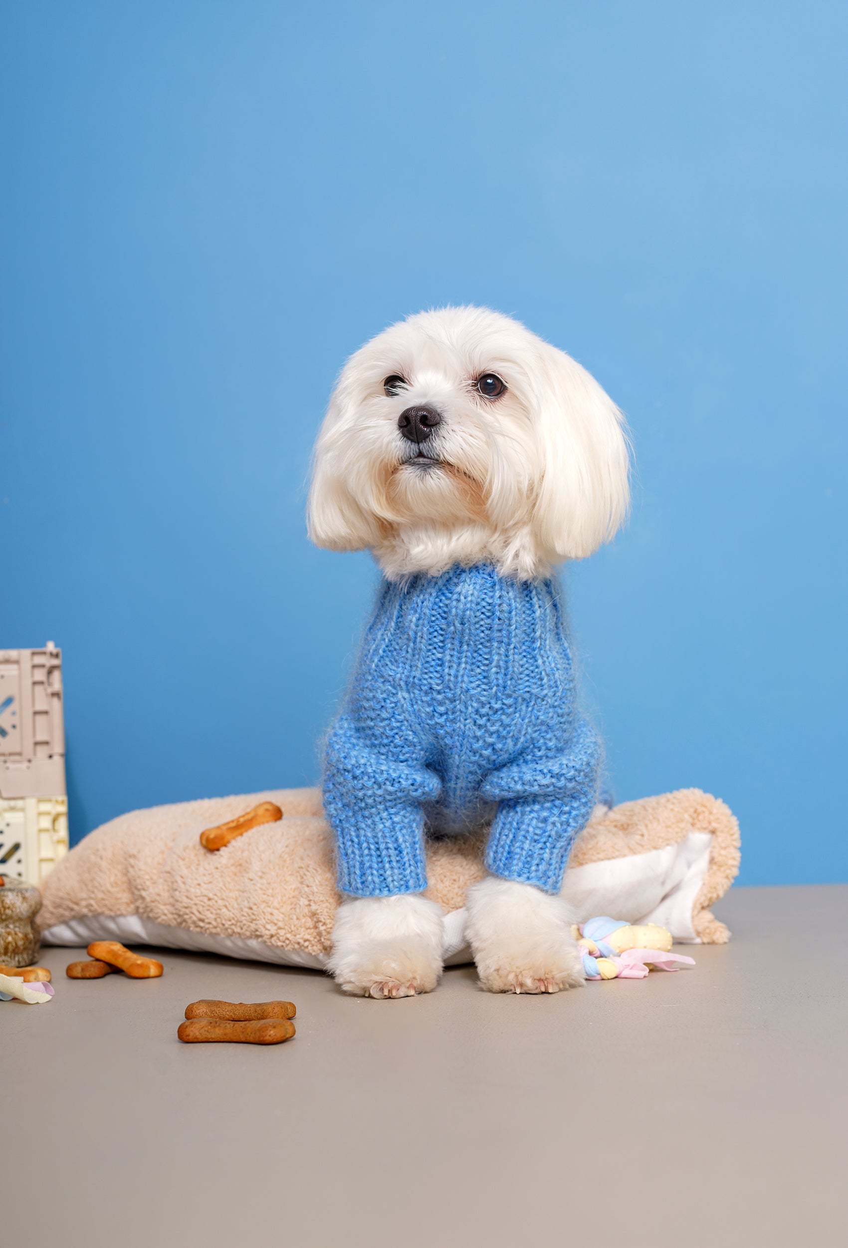 Maltese üzerinde bebek mavisi pirinç ve saç örgü detaylı el örgüsü köpek tulumu