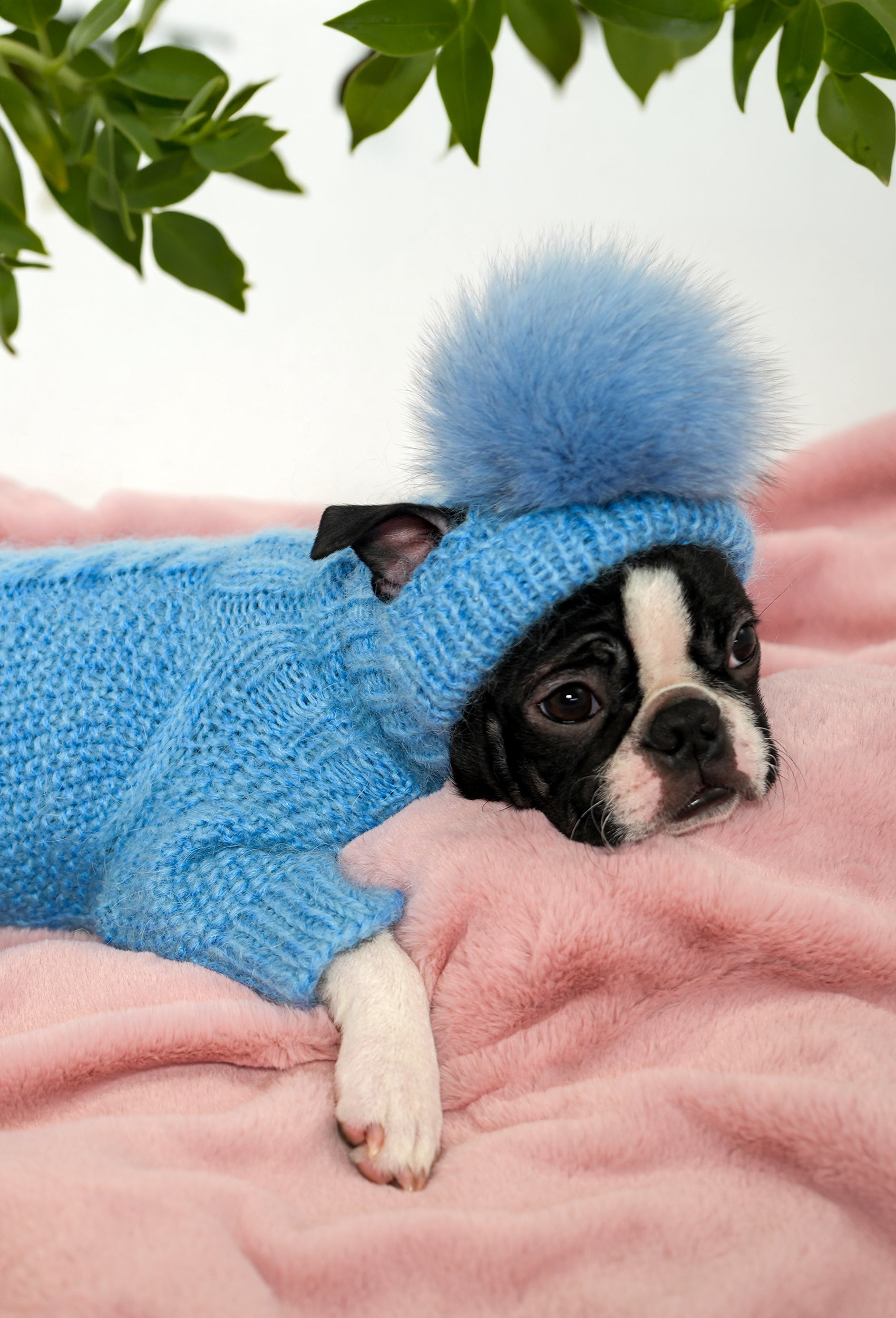 Boston Terrier üzerinde bebek mavisi ponponlu el örgüsü köpek şapkası, yumuşak lifestyle çekimi