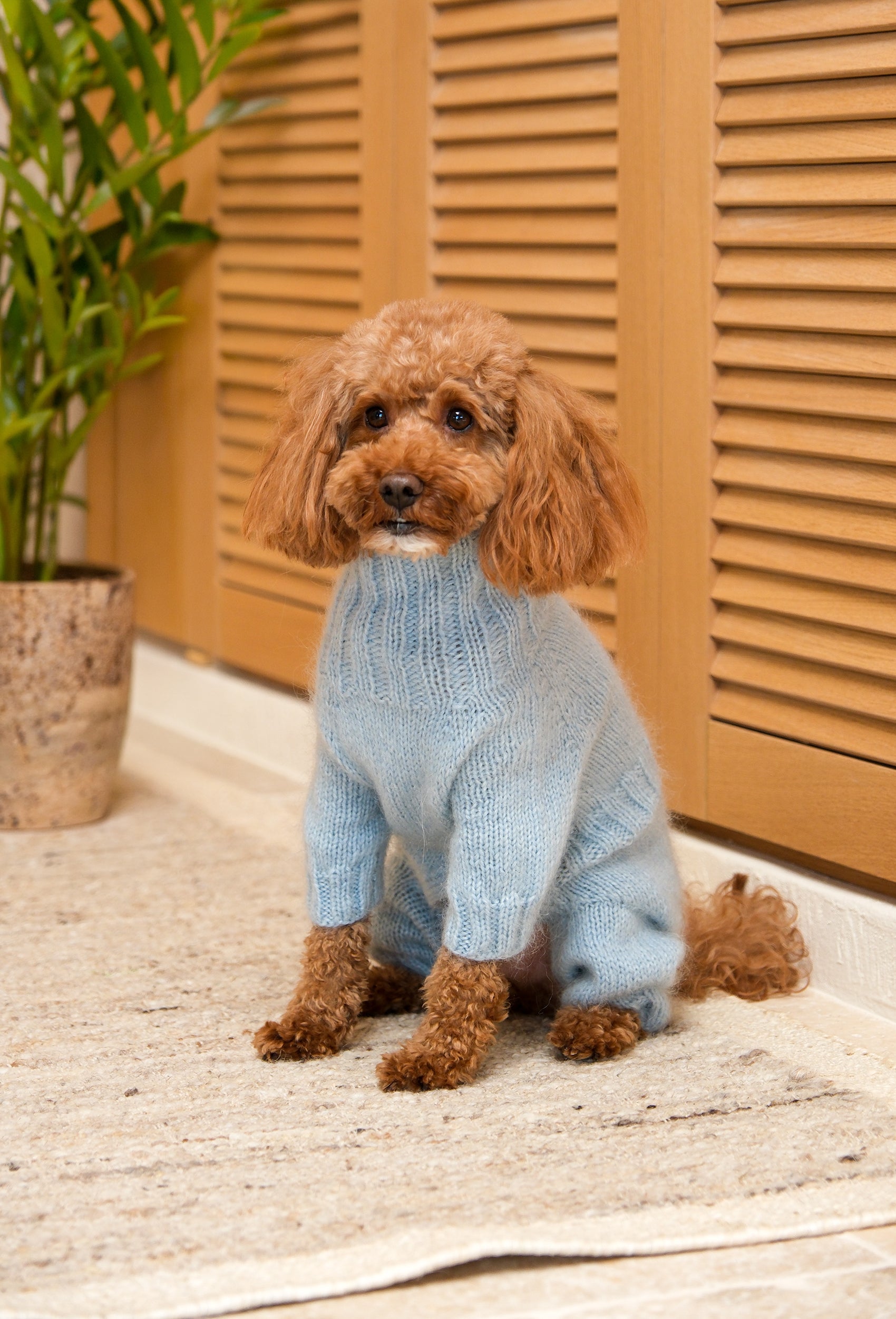Toy Poodle üzerinde buz mavisi el örgüsü köpek tulumu, sıcak iç mekanda şık lifestyle çekimi