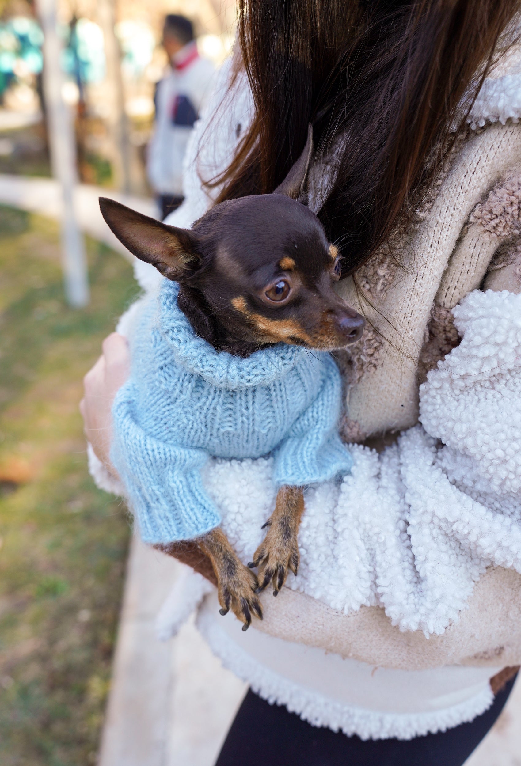 Küçük ırk Chihuahua üzerinde buz mavisi örgülü köpek kazağı, kucakta doğal lifestyle çekimi