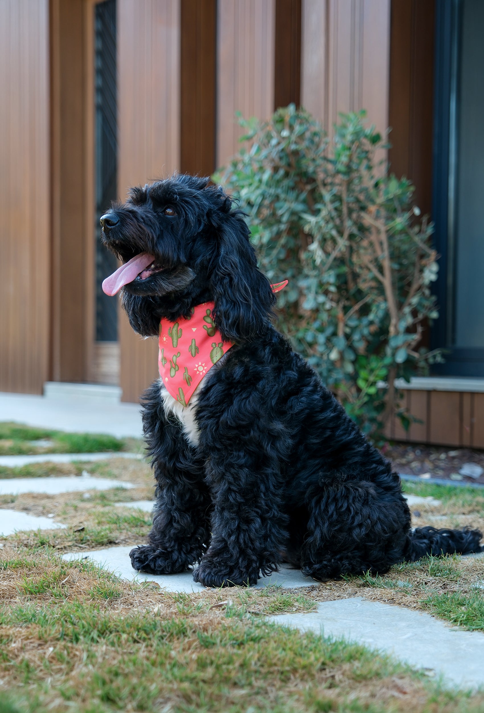 Çift taraflı Can’t Touch This köpek bandanası takan black cockapoo bahçede lifestyle çekiminde