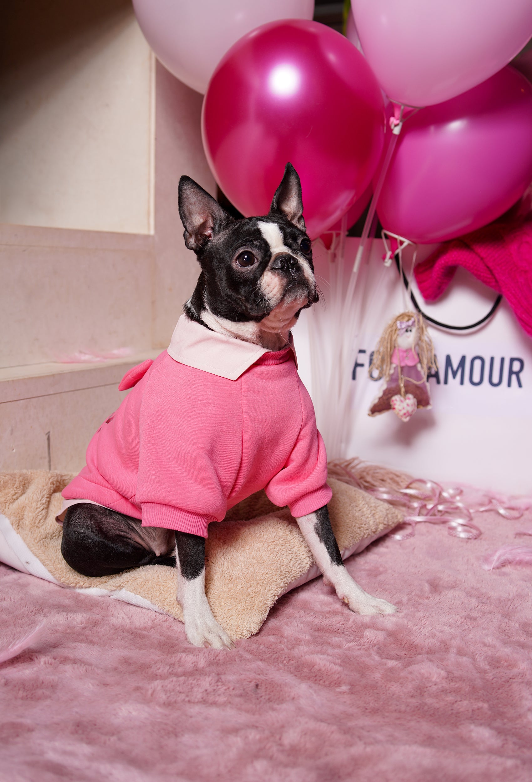 Comfy pembe Love köpek sweatshirt giyen Boston Terrier pembe balonlu partide önden lifestyle görünüm
