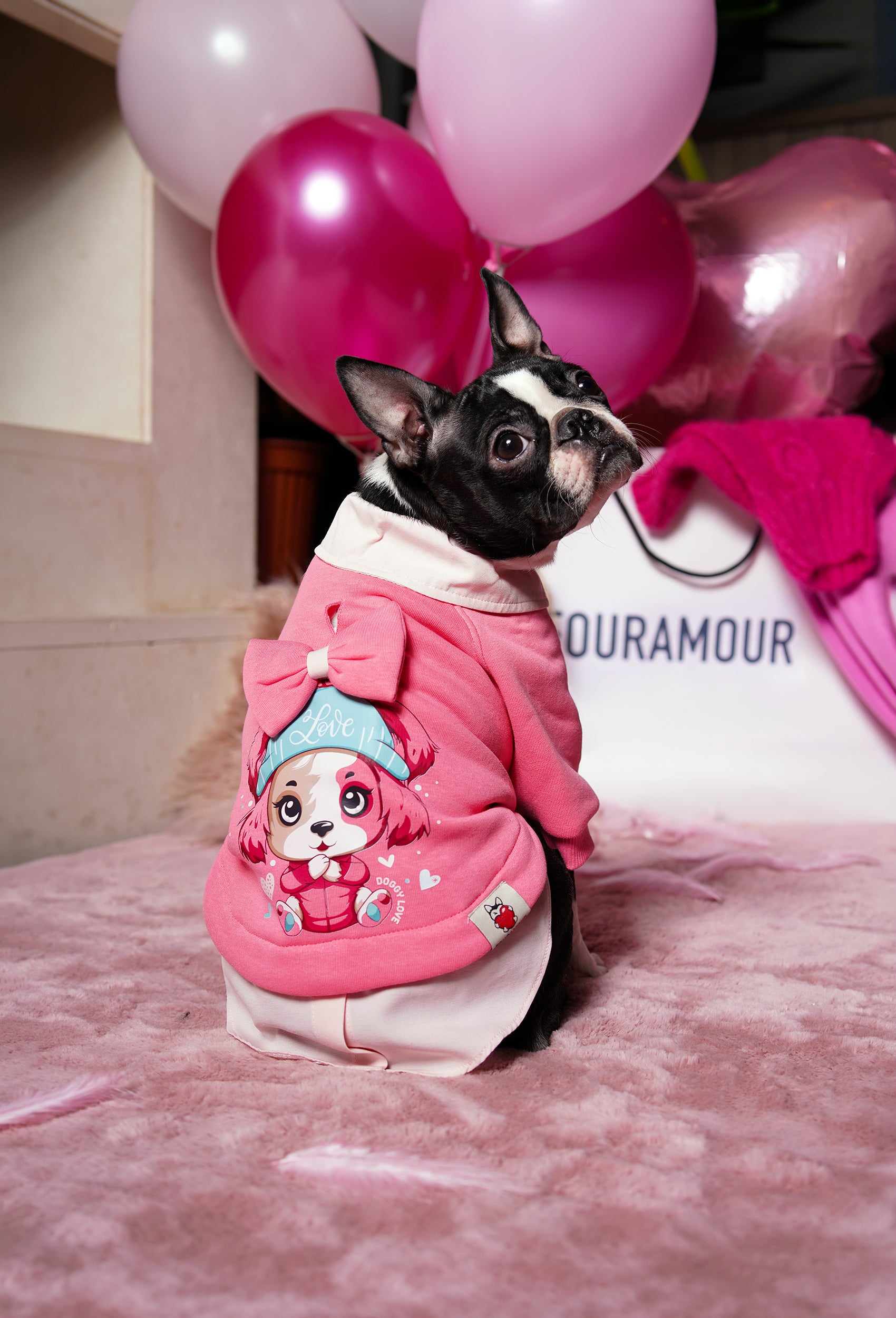 Comfy pembe Love köpek sweatshirt giyen Boston Terrier pembe lifestyle ortamında yandan görünüm