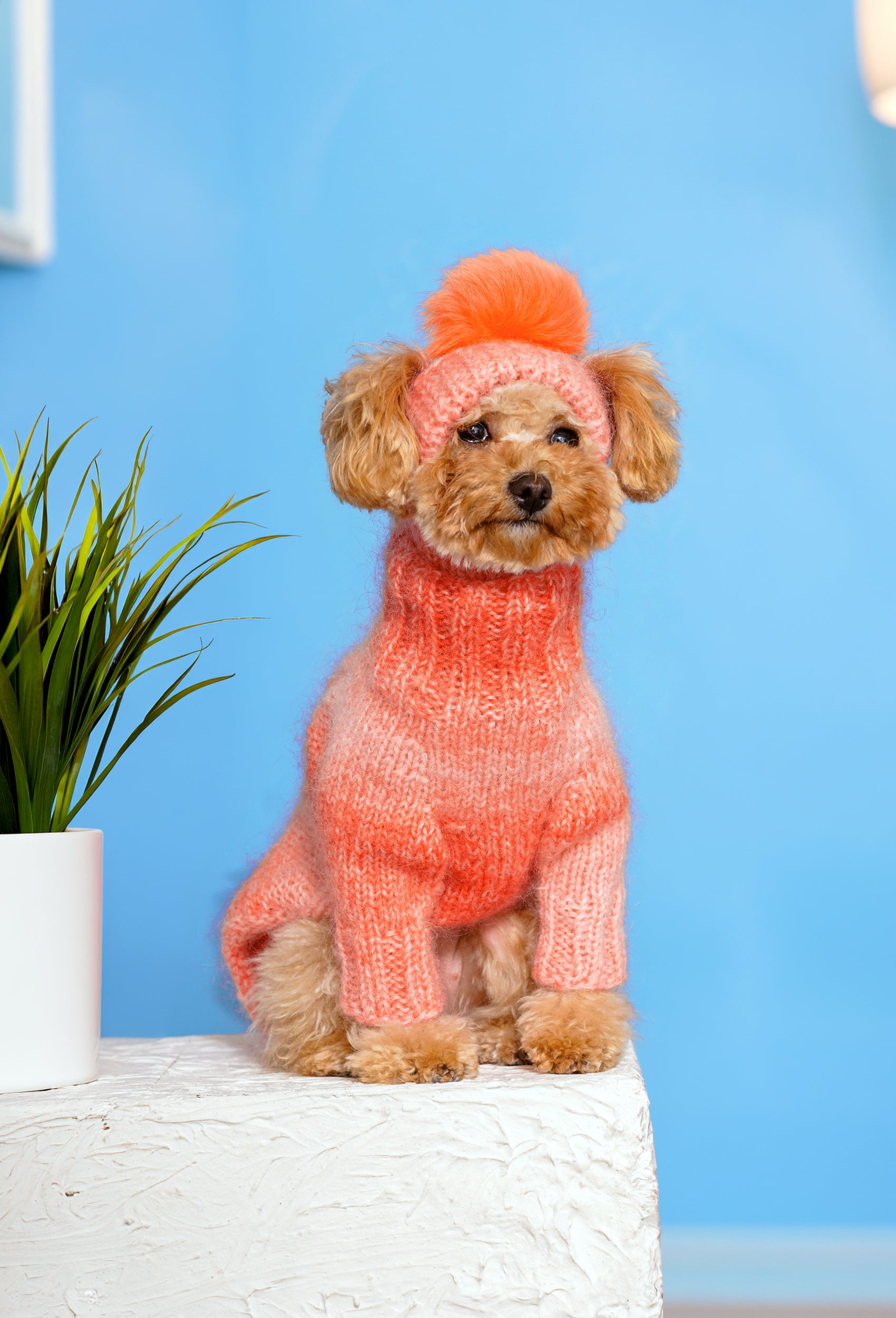 Küçük ırk Poodle üzerinde batik mercan örgülü köpek kazak, mavi fonlu şık lifestyle görünüm