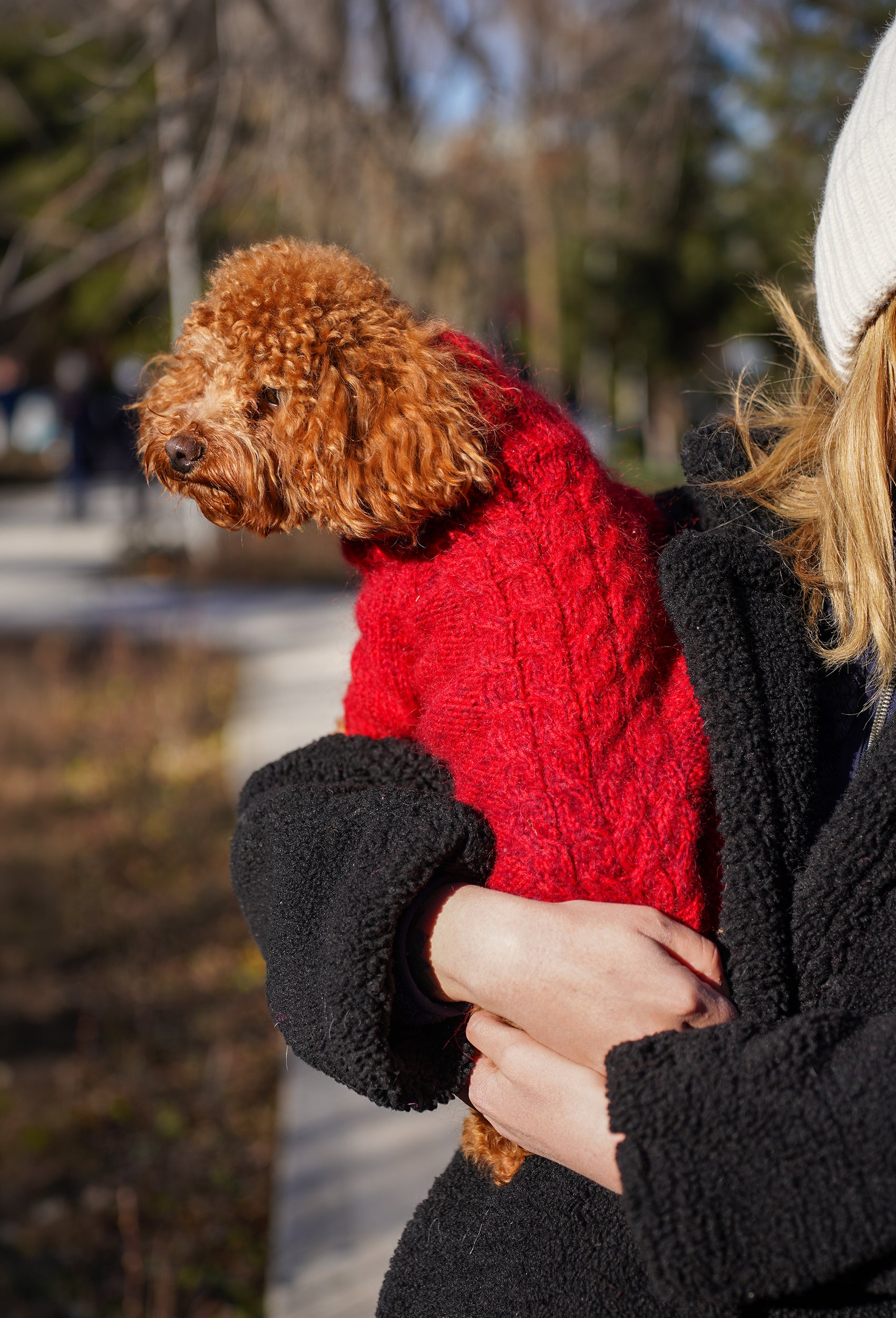 Küçük ırk toy poodle üzerinde batik vişne rengi örgülü regular fit köpek kazak, kucakta lifestyle görünüm