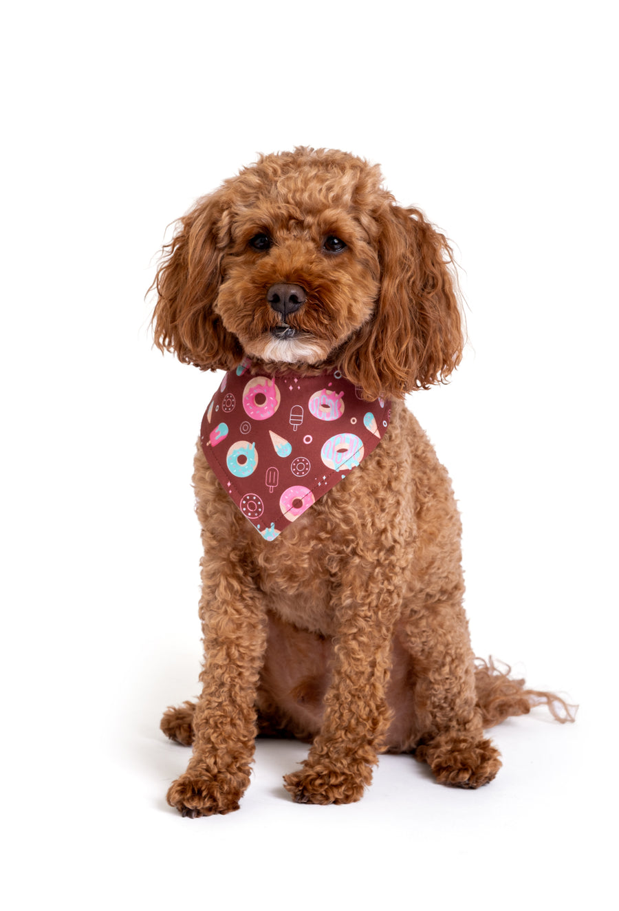 Küçük ırk köpek üzerinde donut desenli köpek bandanası kullanım görünümü