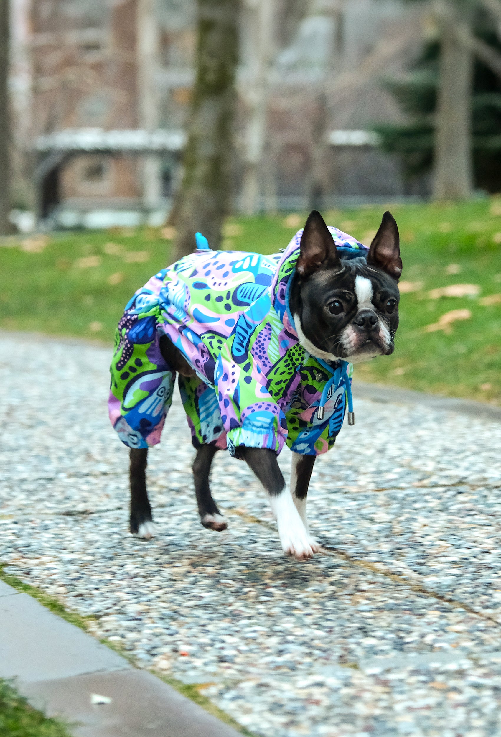 Küçük ırk Boston Terrier Groovy Splash su geçirmez köpek tulumu ile park yolunda