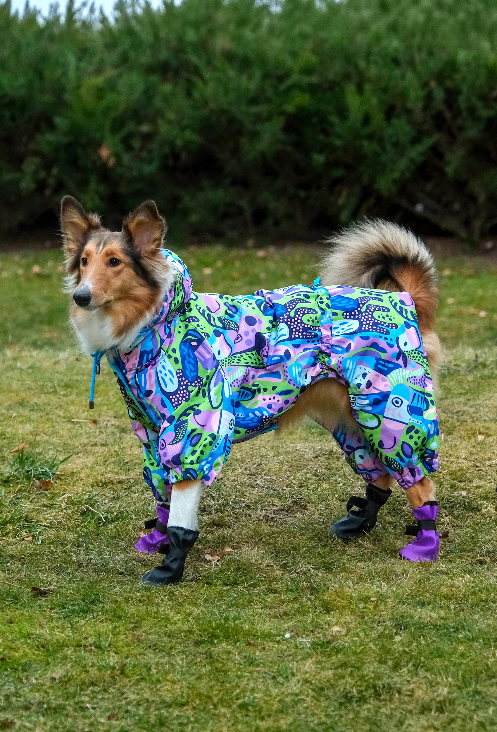 Rough Collie Groovy Splash su geçirmez köpek tulumu ile parkta yürüyüşte