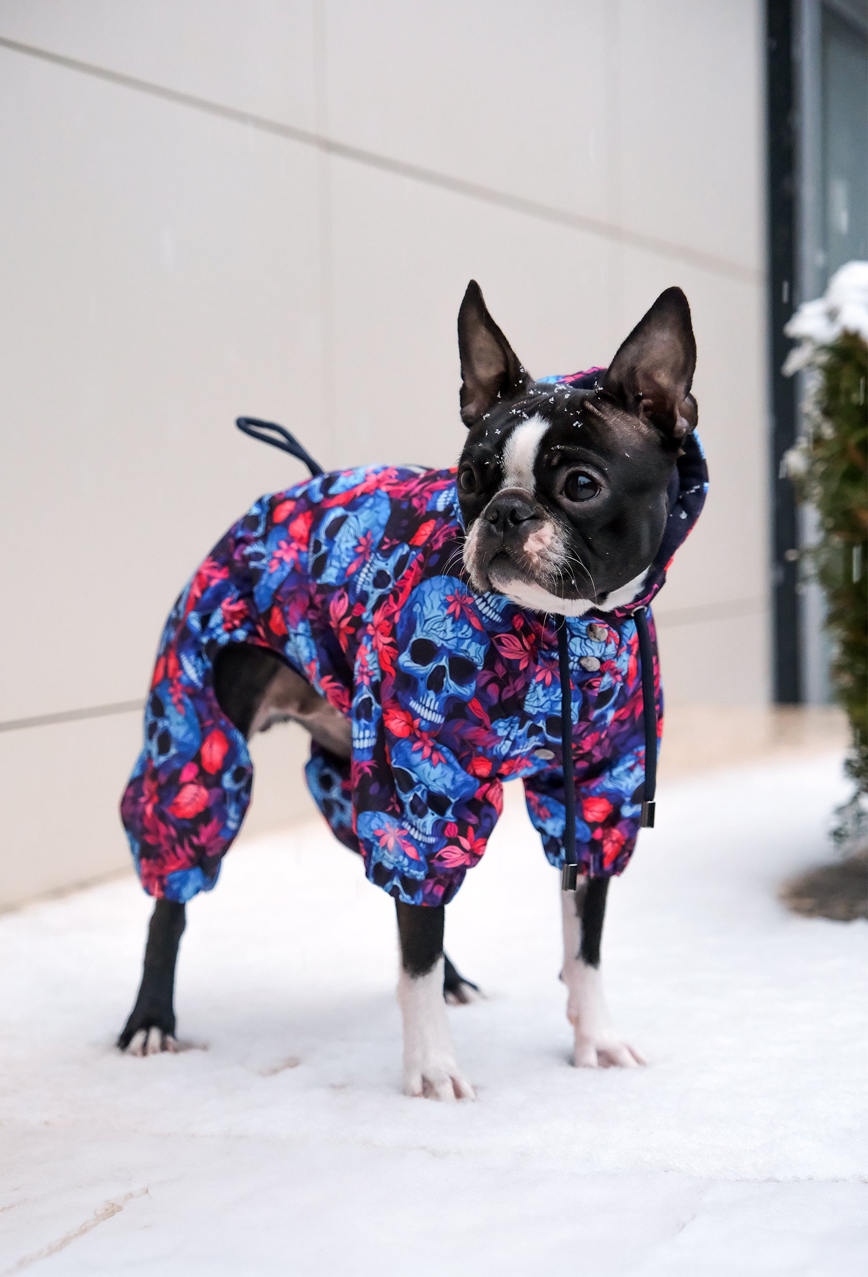 Küçük ırk Boston Terrier Skull Bloom köpek tulumu ile karlı havada