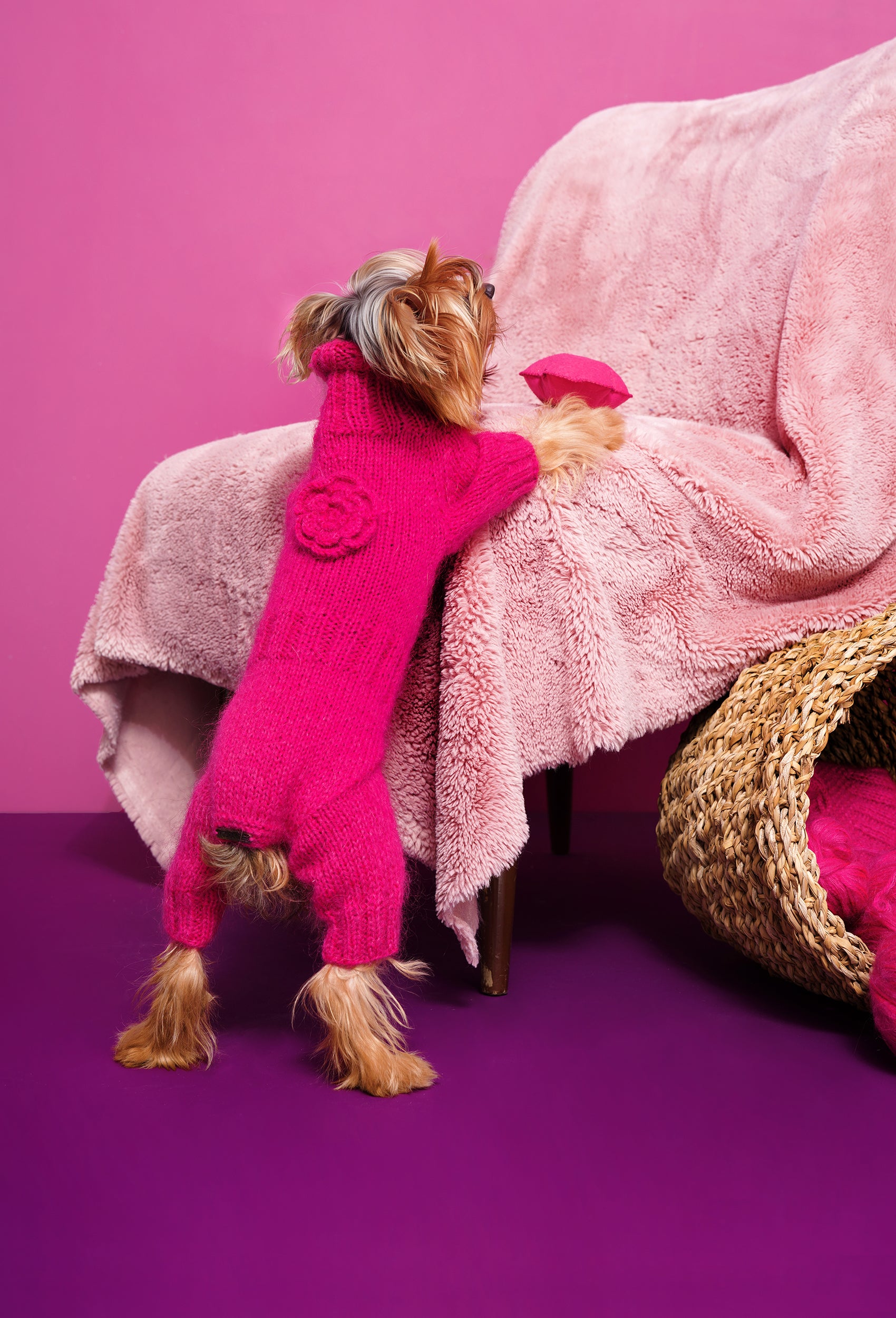 Yorkshire Terrier üzerinde fuşya çiçek detaylı el örgüsü köpek tulumu, sıcak lifestyle çekimi