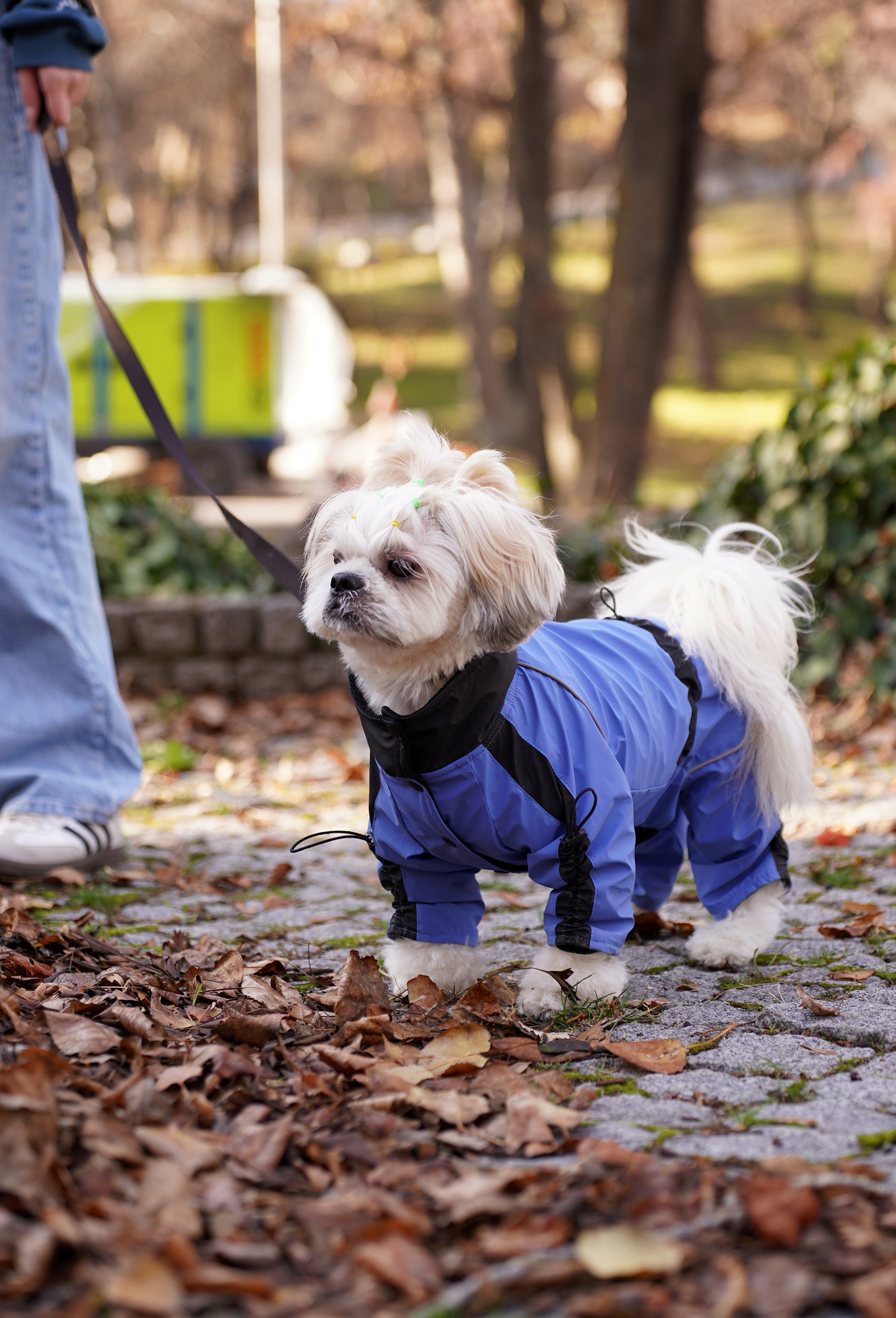 Gökyüzü mavisi su geçirmez dişi köpek tulumu giyen Shih Tzu köpek sonbahar yürüyüşünde lifestyle fotoğrafı