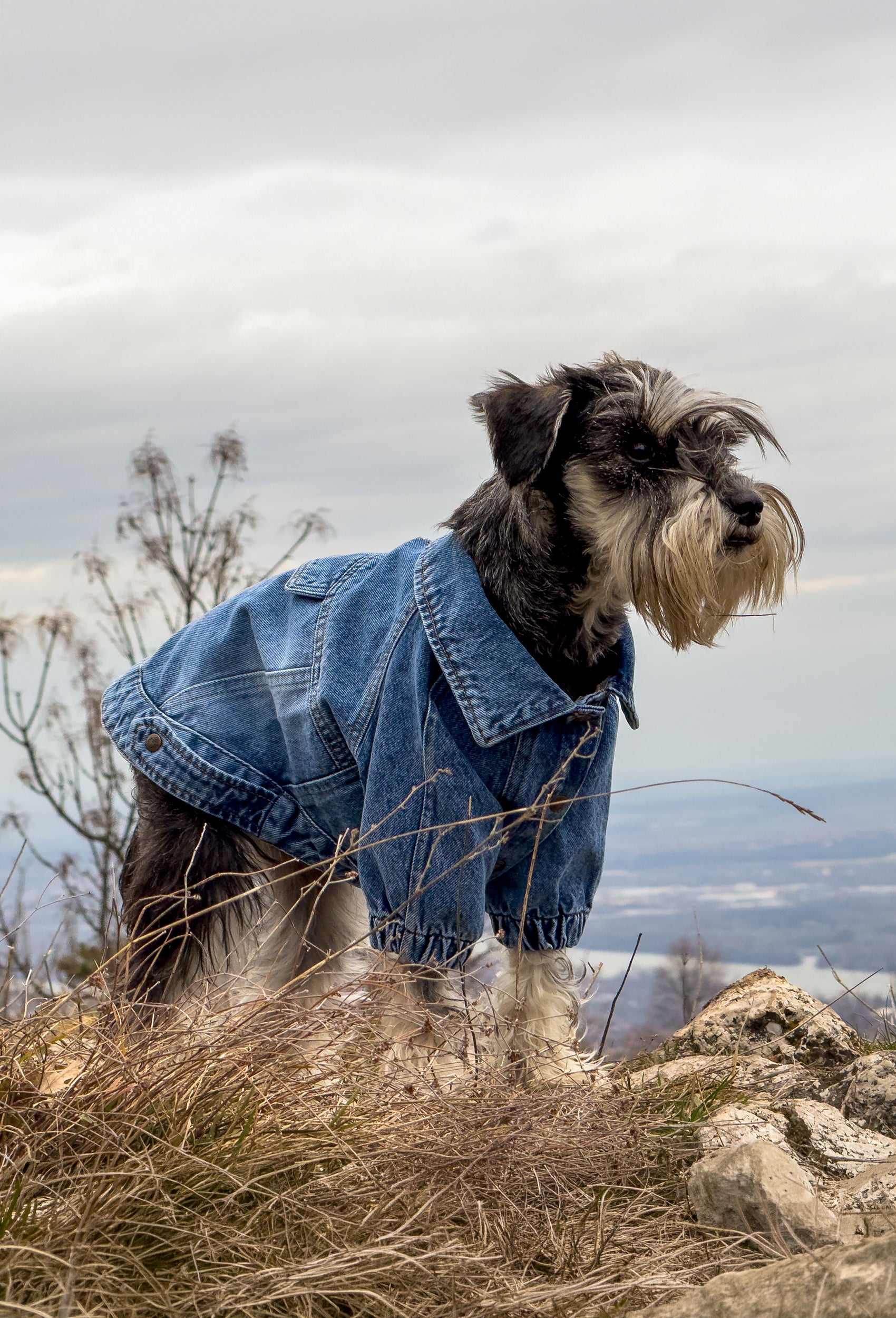 Koyu kar yıkama denim köpek ceketi Rodeo giyen Schnauzer köpek doğada açık havada modern ve şık köpek kıyafeti ile doğada