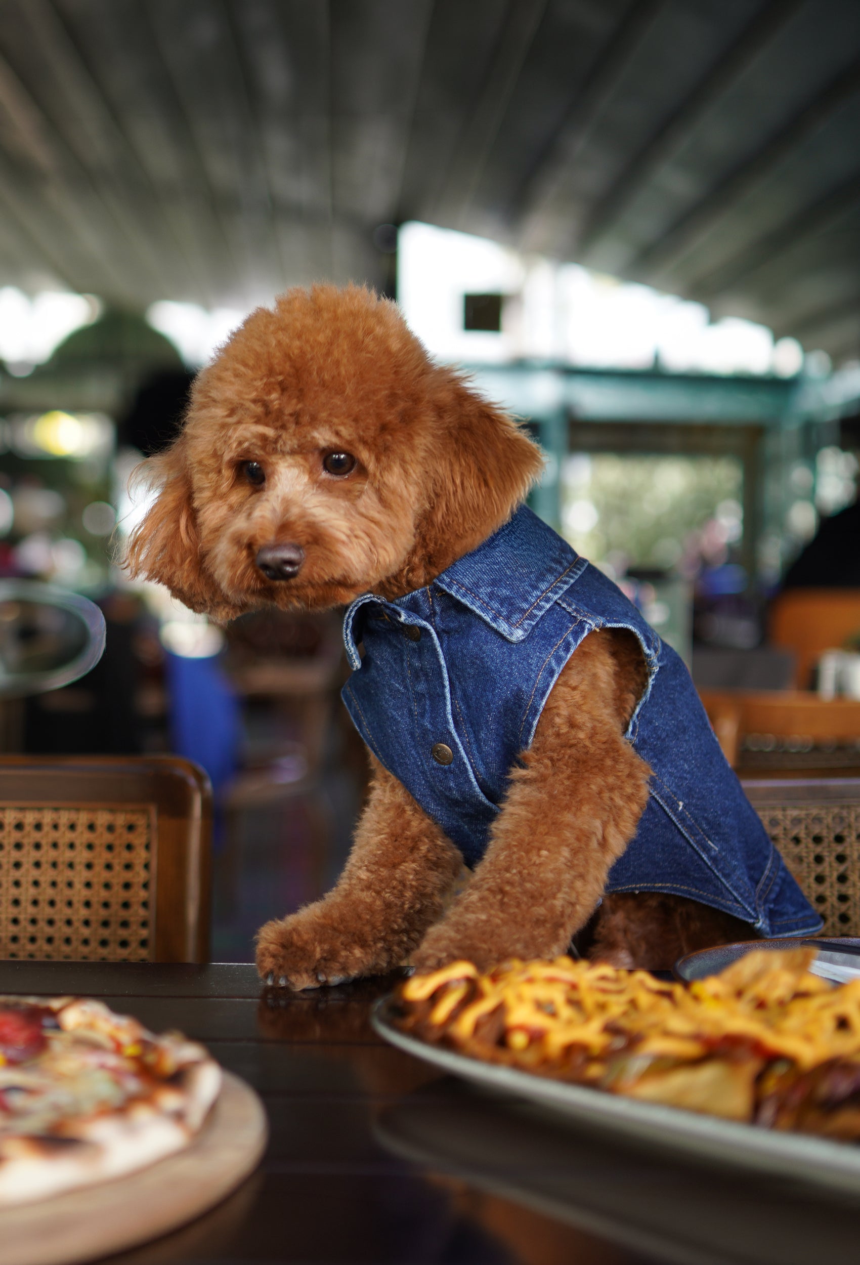 Koyu yıkama denim Badboy köpek yeleği giyen toy poodle kafede lifestyle gezide