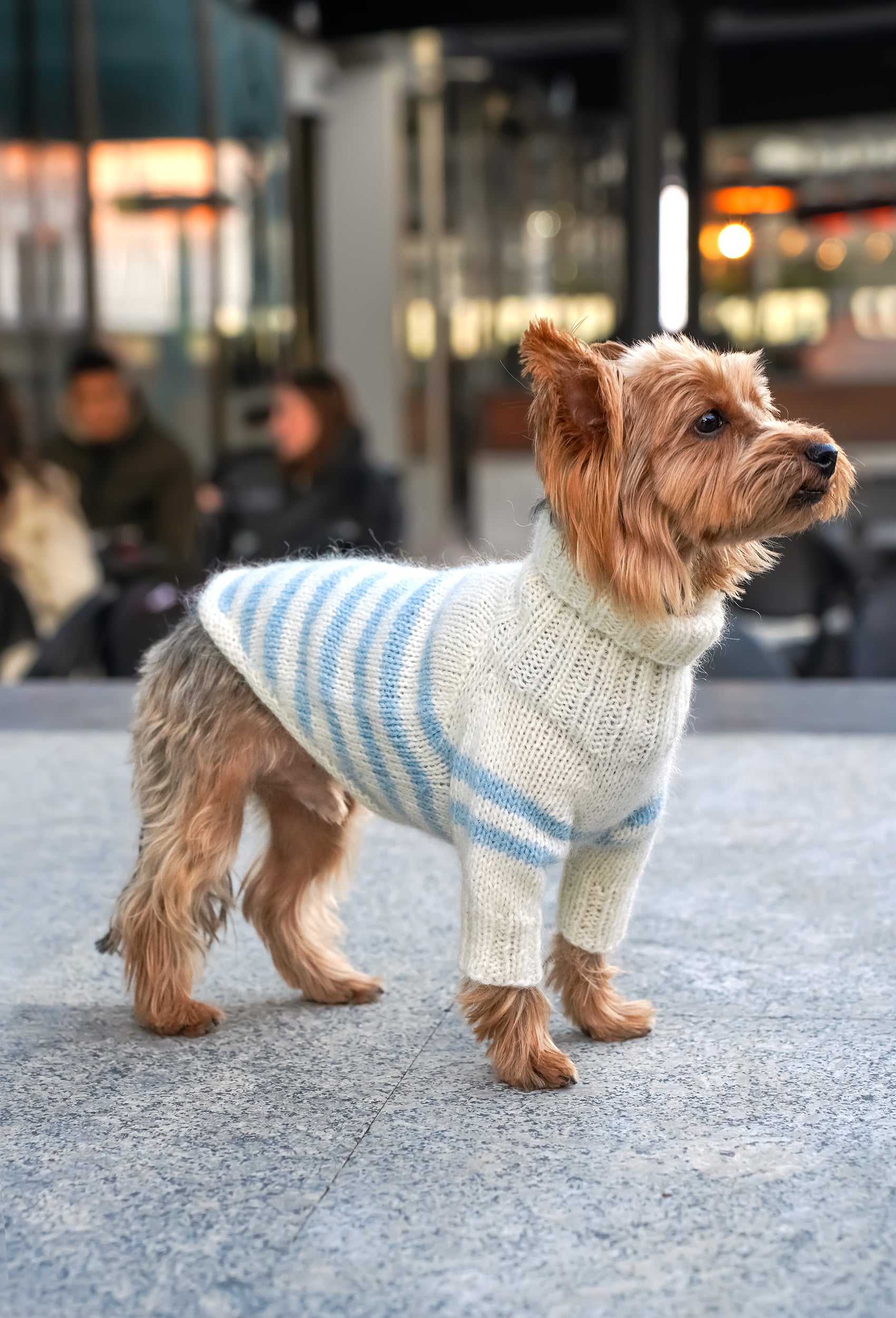 Küçük ırk Yorkshire Terrier üzerinde krem mavi çizgili el örgüsü köpek kazak