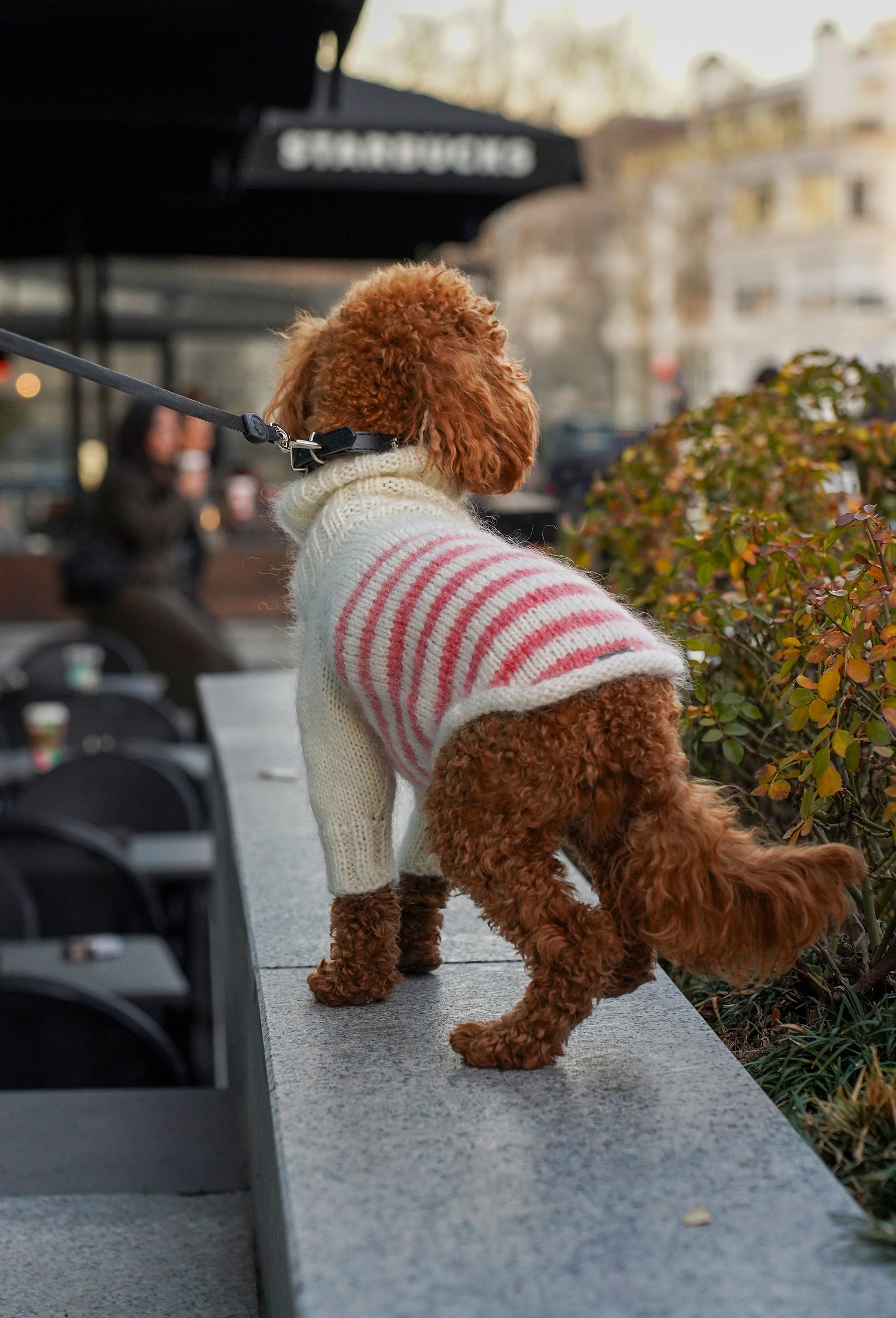 Toy Poodle üzerinde krem somon çizgili el örgüsü köpek kazak, şehir yürüyüşü lifestyle çekimi