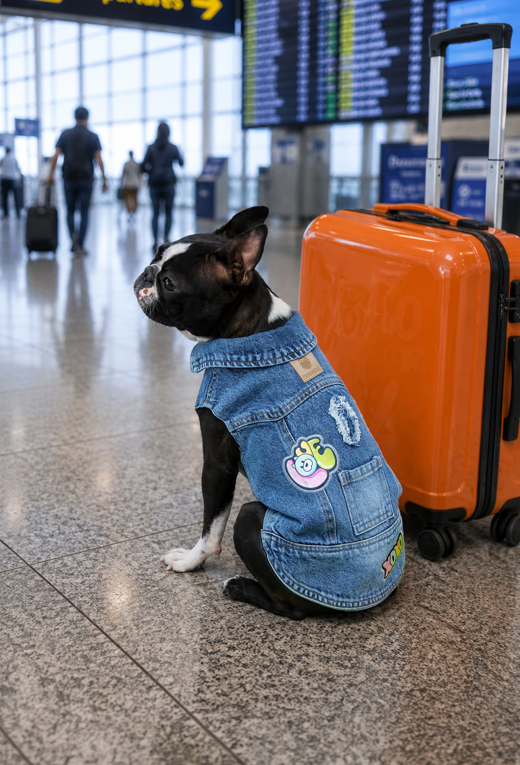 Love koyu kar yıkama denim köpek yeleği giyen Boston Terrier köpeği havalimanında valiz yanında seyahat çekiminde oturuyor