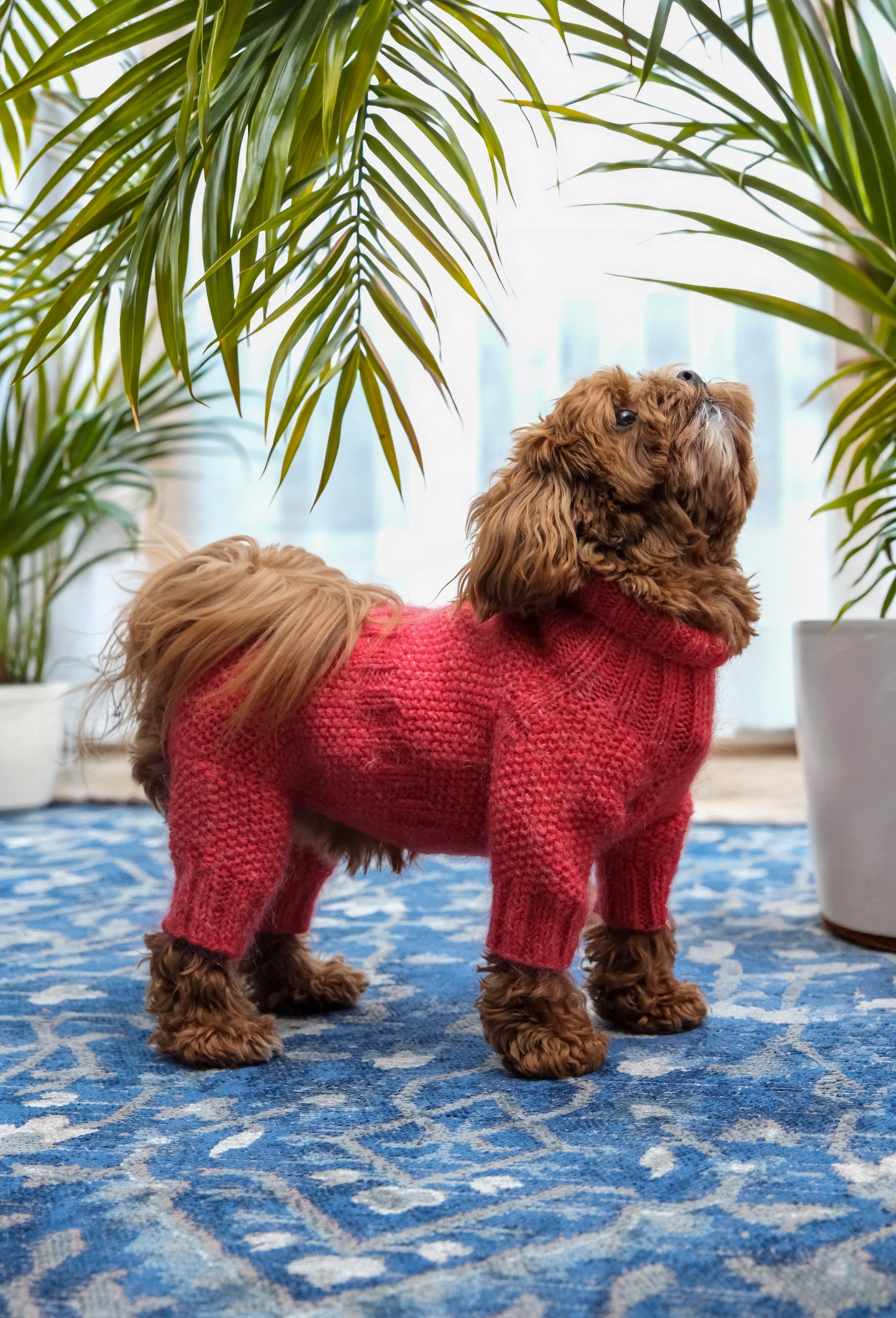 Küçük ırk Poodle üzerinde mercan rengi pirinç desenli el örgüsü köpek tulumu, evde şık görünüm