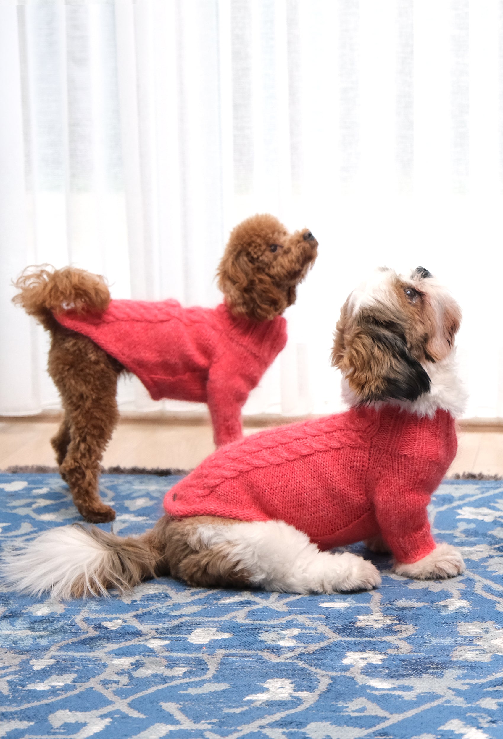 Nar çiçeği örgülü regular fit köpek kazak, Toy Poodle ve Shih Tzu ile ev içi lifestyle çekim