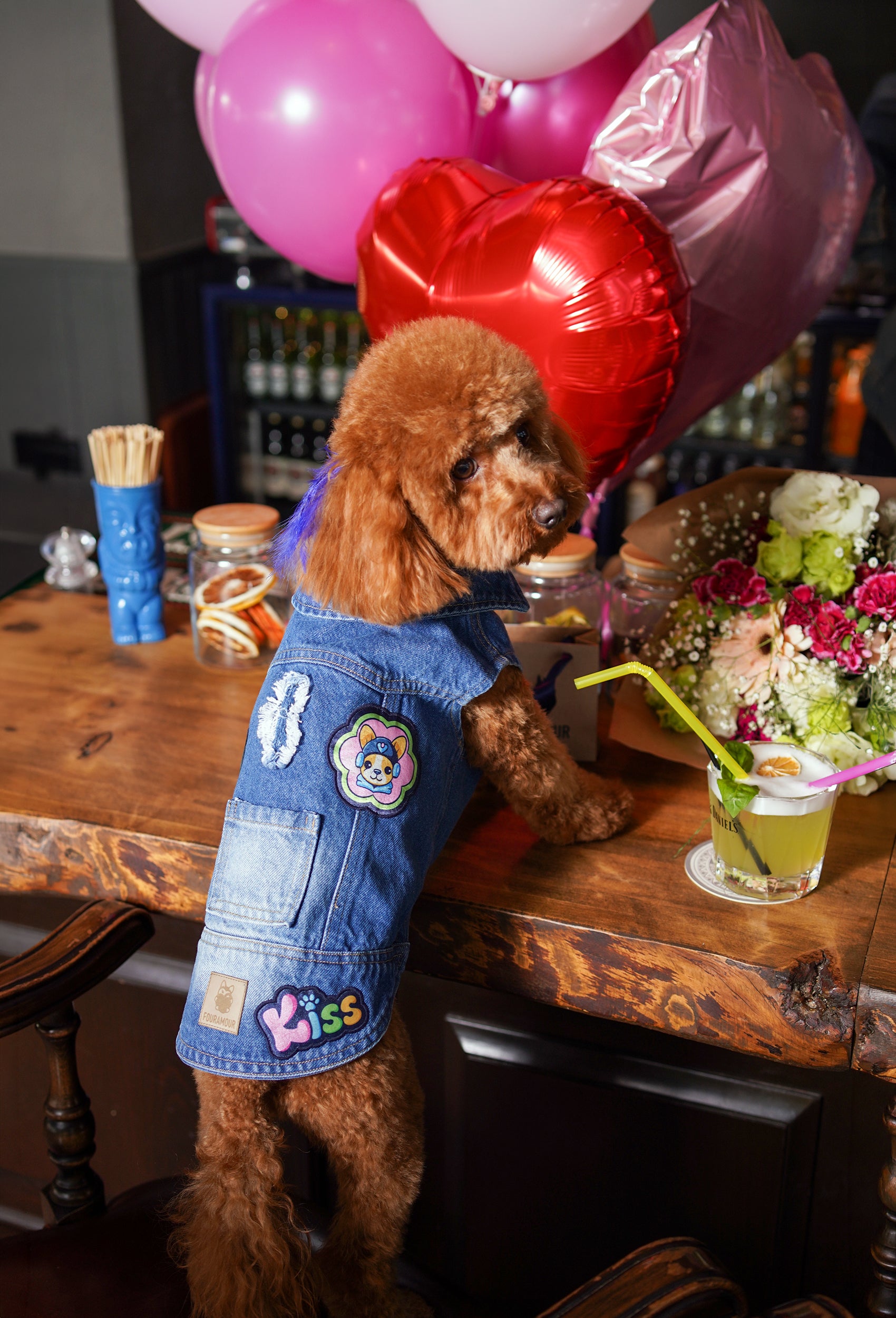 Orta yıkama denim Kiss köpek yeleği giyen toy poodle köpek bar ortamında kokteyl ve balonlarla lifestyle
